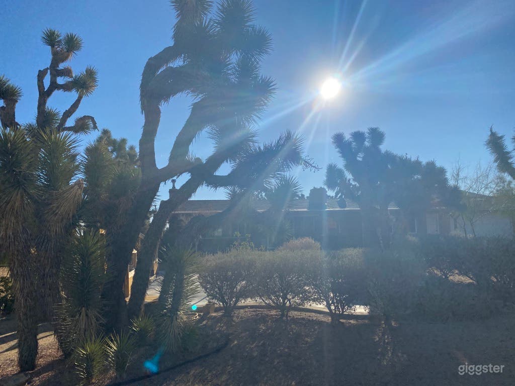 Joshua Tree Forest Oasis  Photo 1