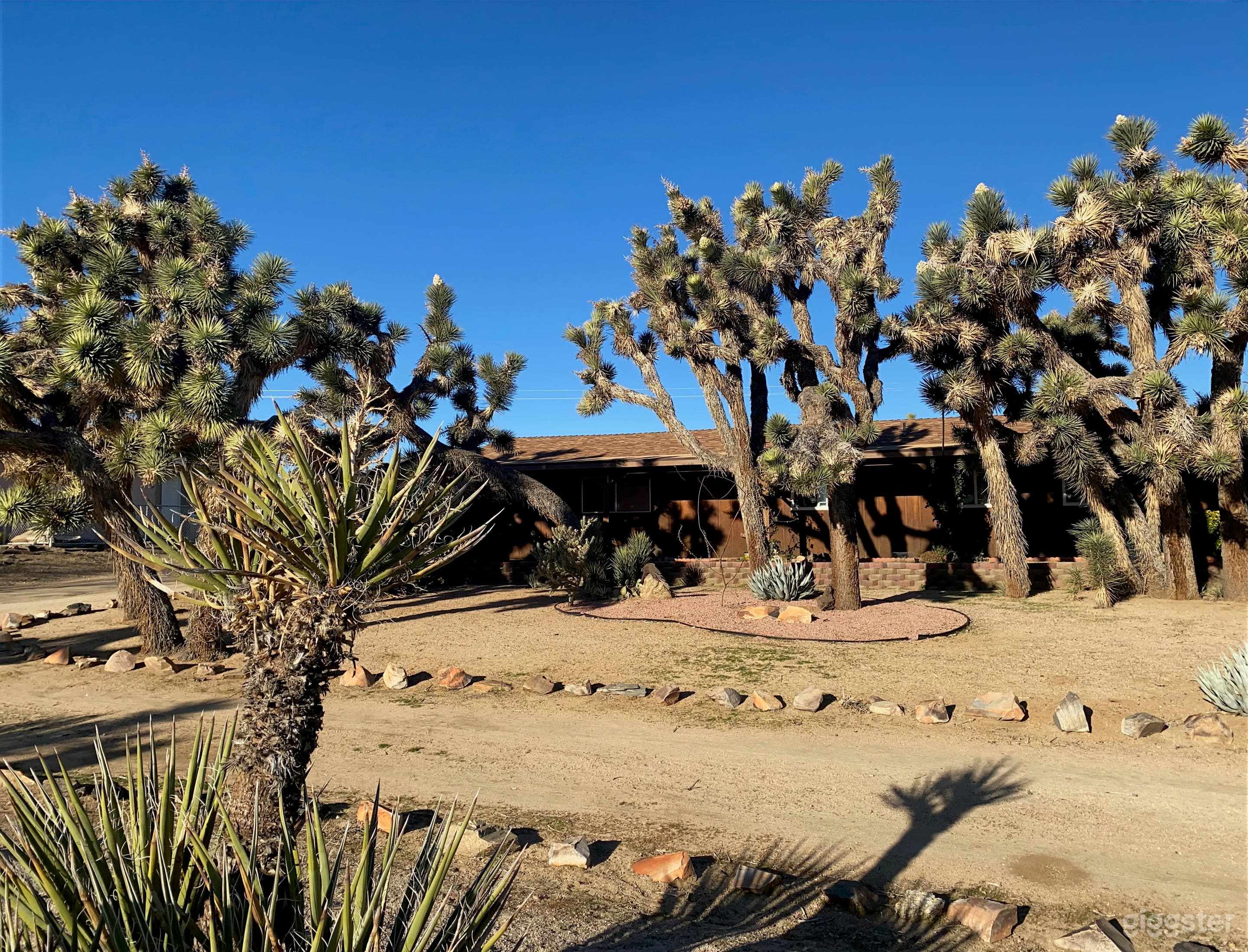 Joshua Tree Forest Oasis  Photo 4