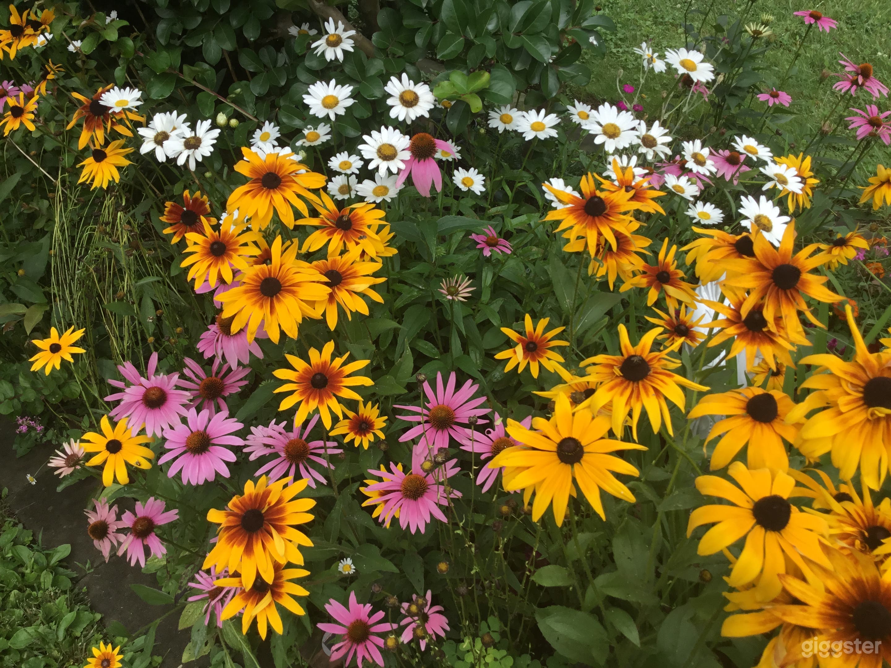 The back yard is a fully cultivated space with fruit trees, a garden