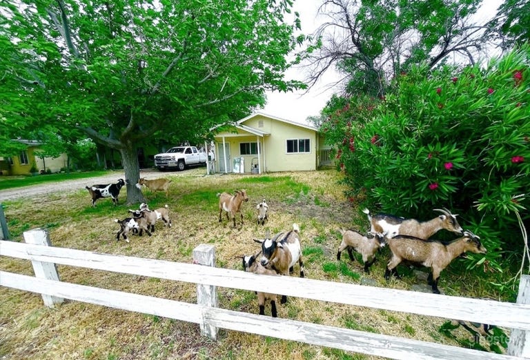  Little Desert Goat Farm 