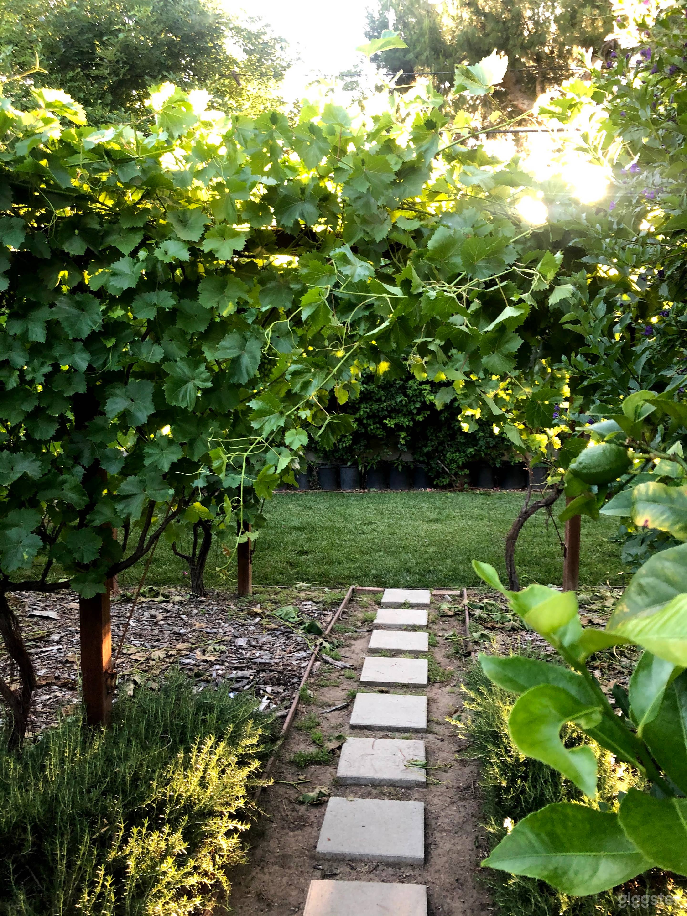 view of back lawn through the vineyard 