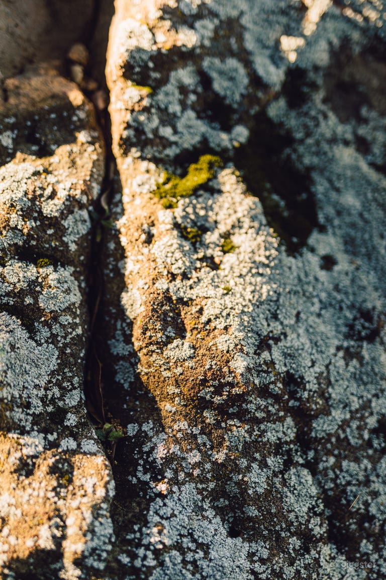  MONGOLIAN YURT | Hand-Carved, Ornate, Cinematic  
