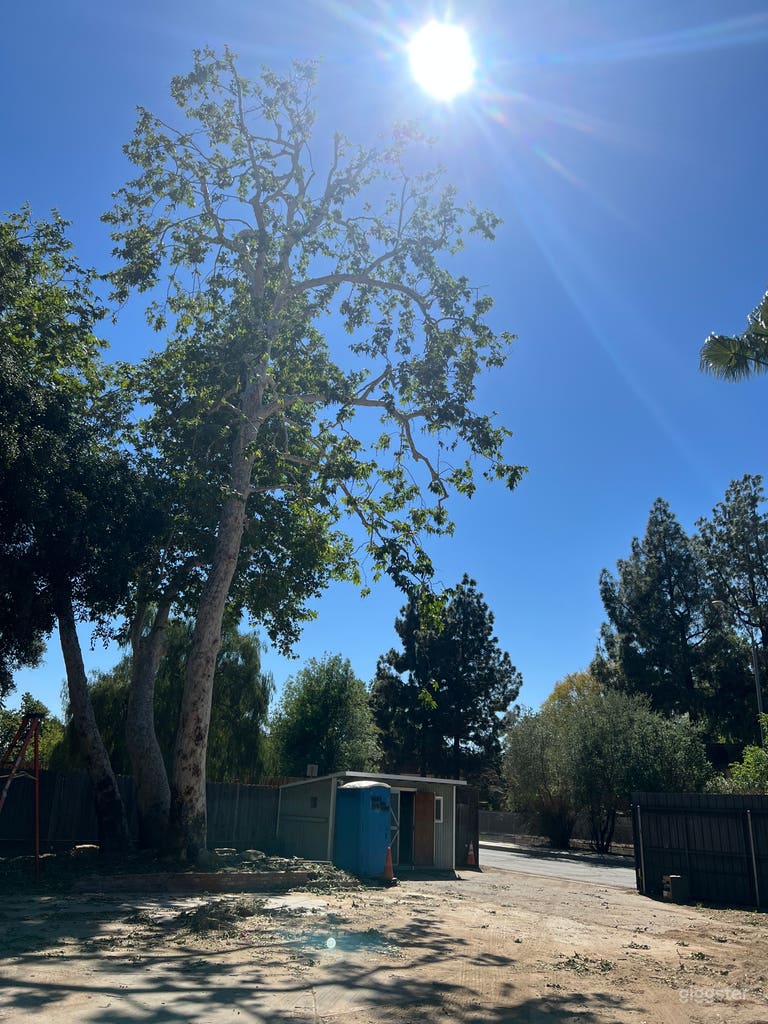  Beautiful sycamore tree for shade 