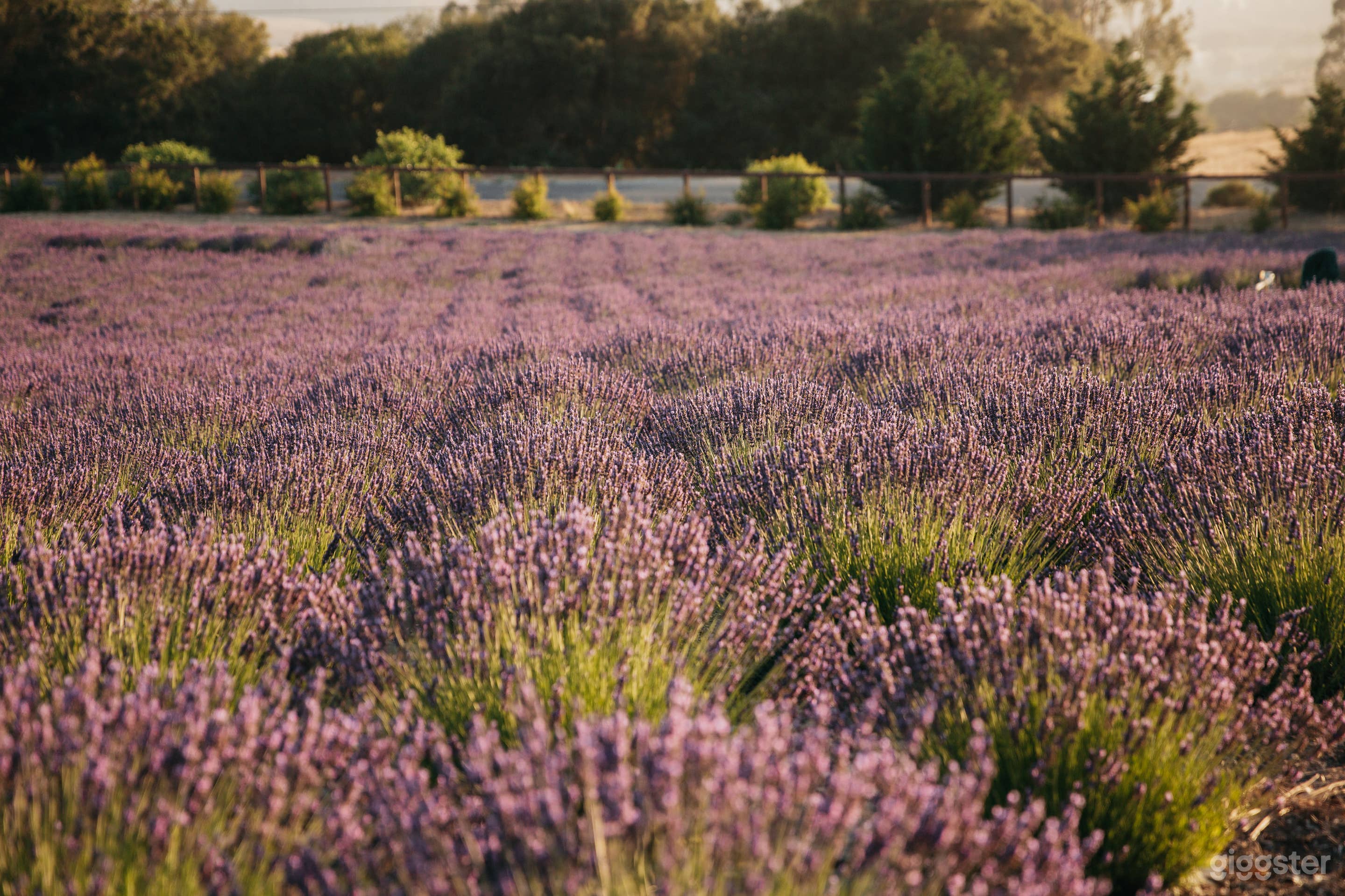 Grosso Lavender Field in Full Bloom, July-September