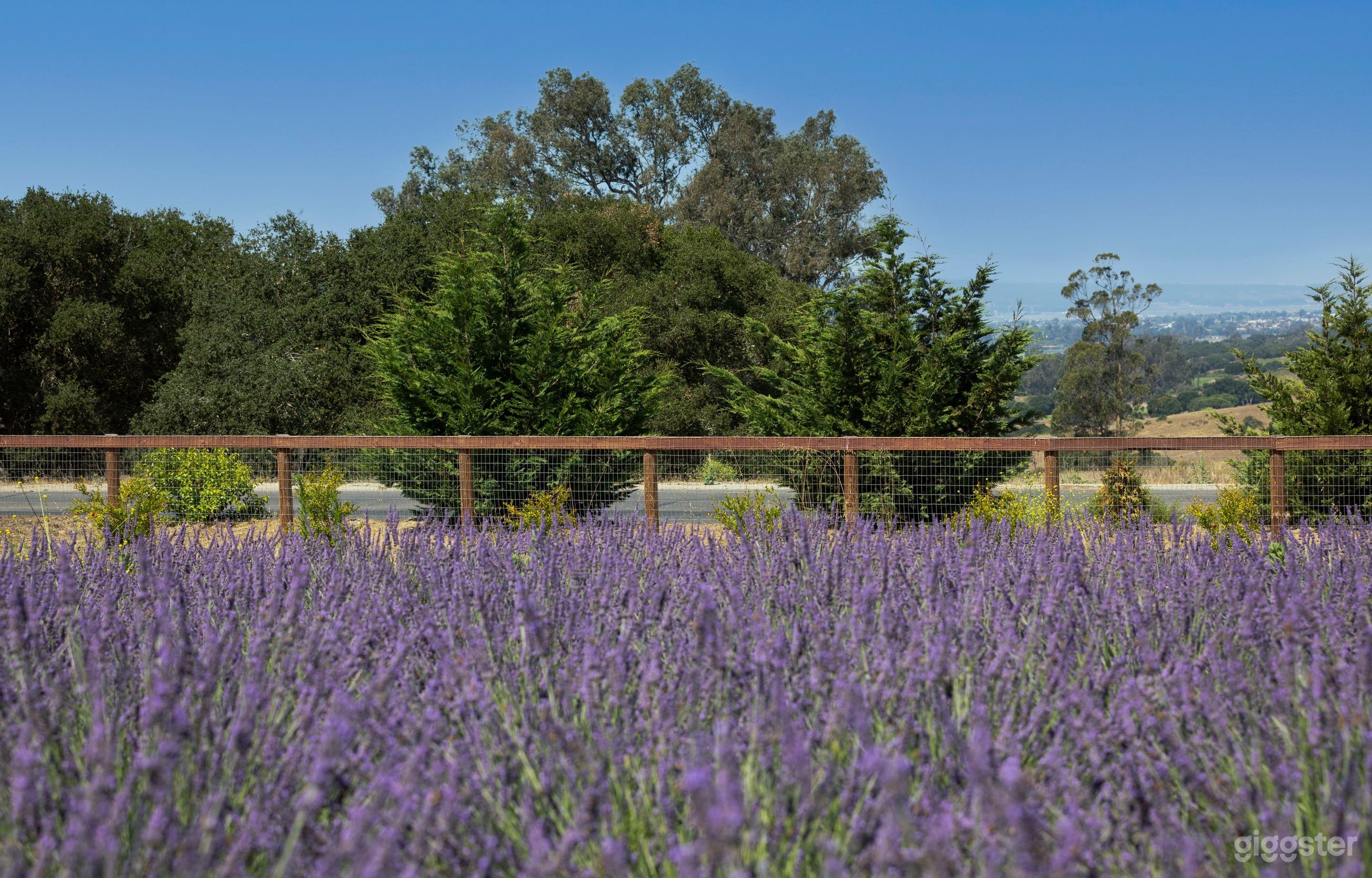 Lavender Farm on Central California Coast Photo 4