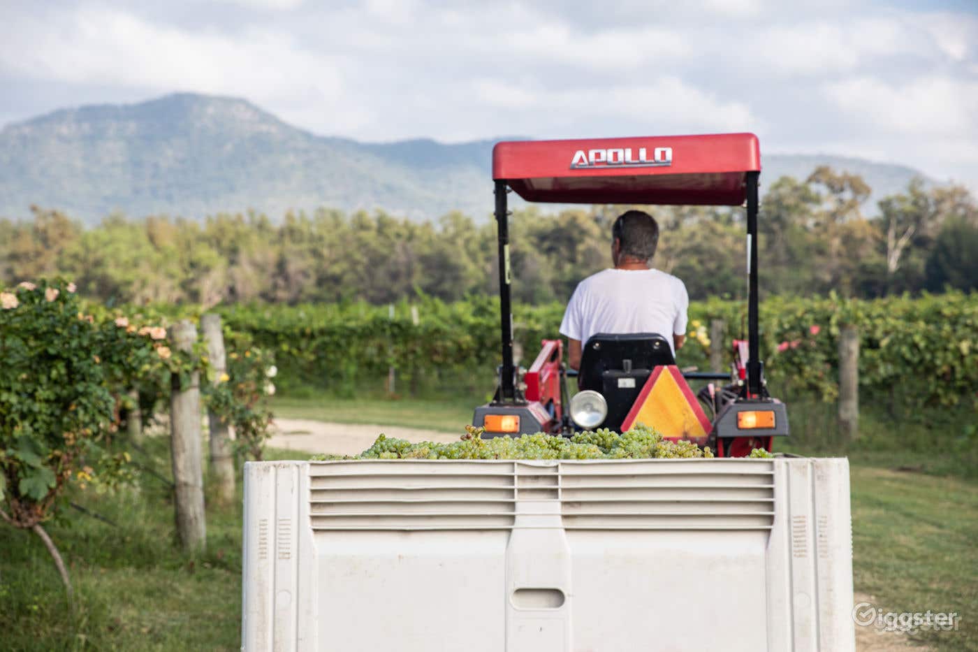 The Vineyard Photo 3