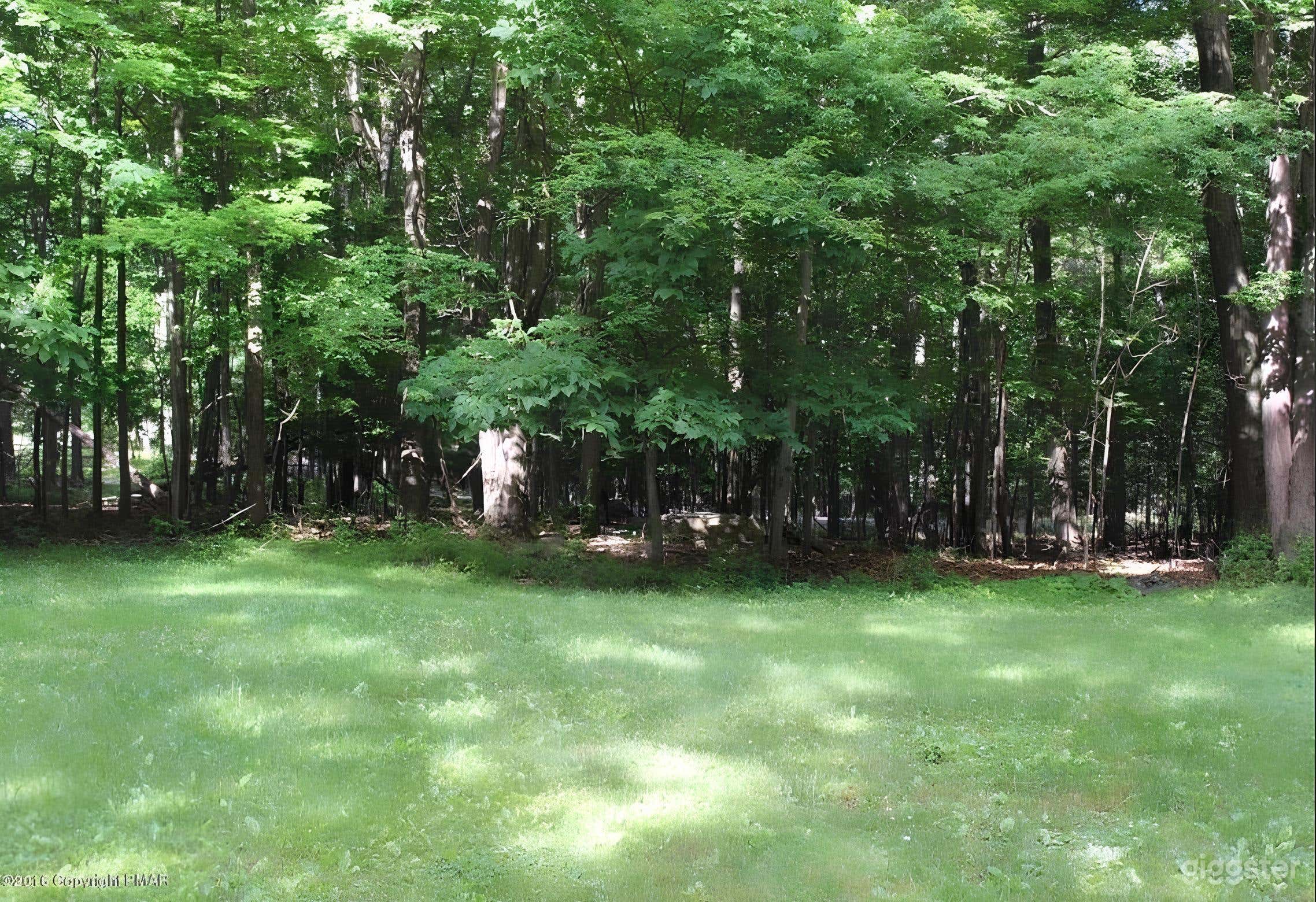 Wooded Spacious Backyard Escape Photo 1