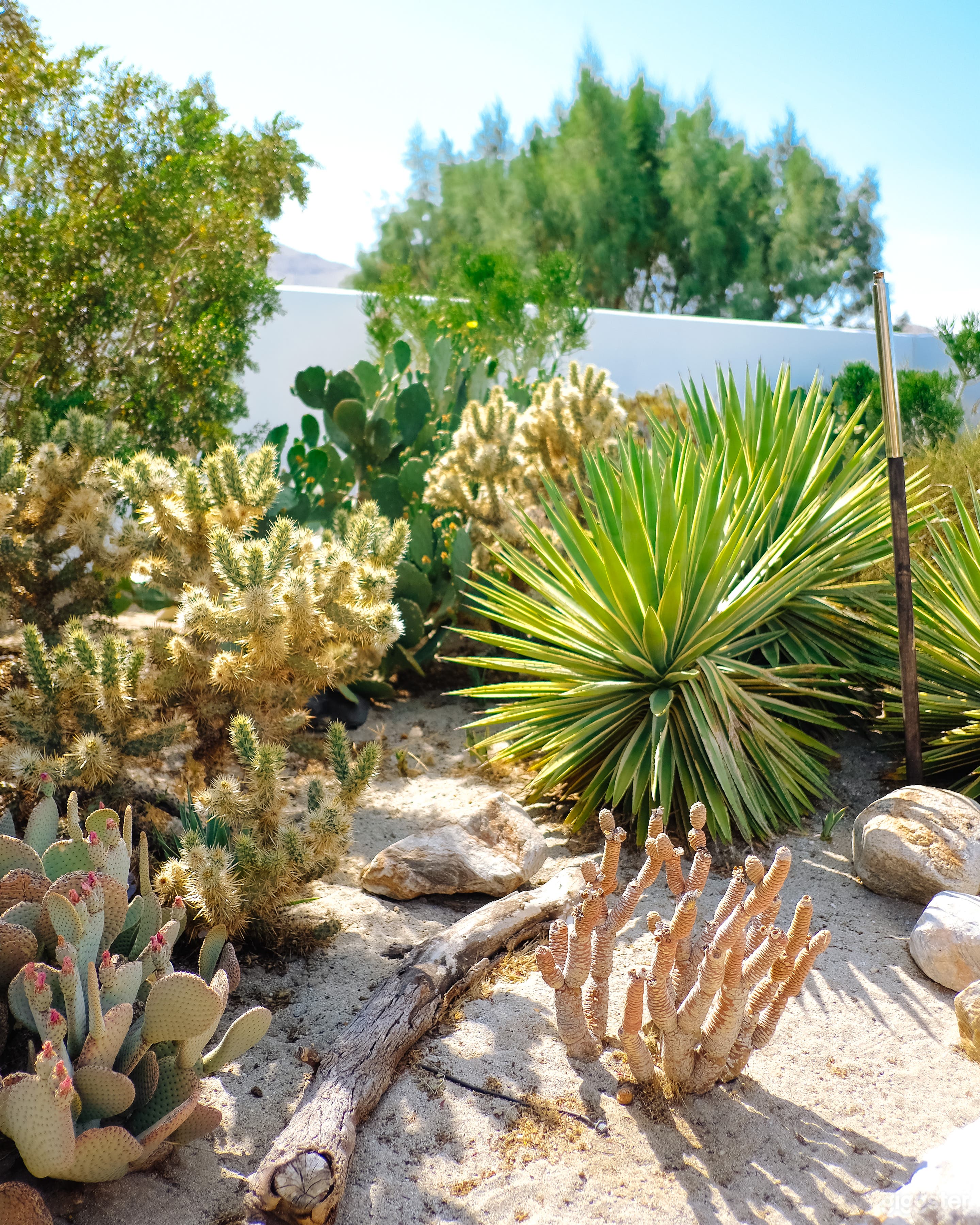 Dazey Desert House - Mid Century to the Max Photo 3