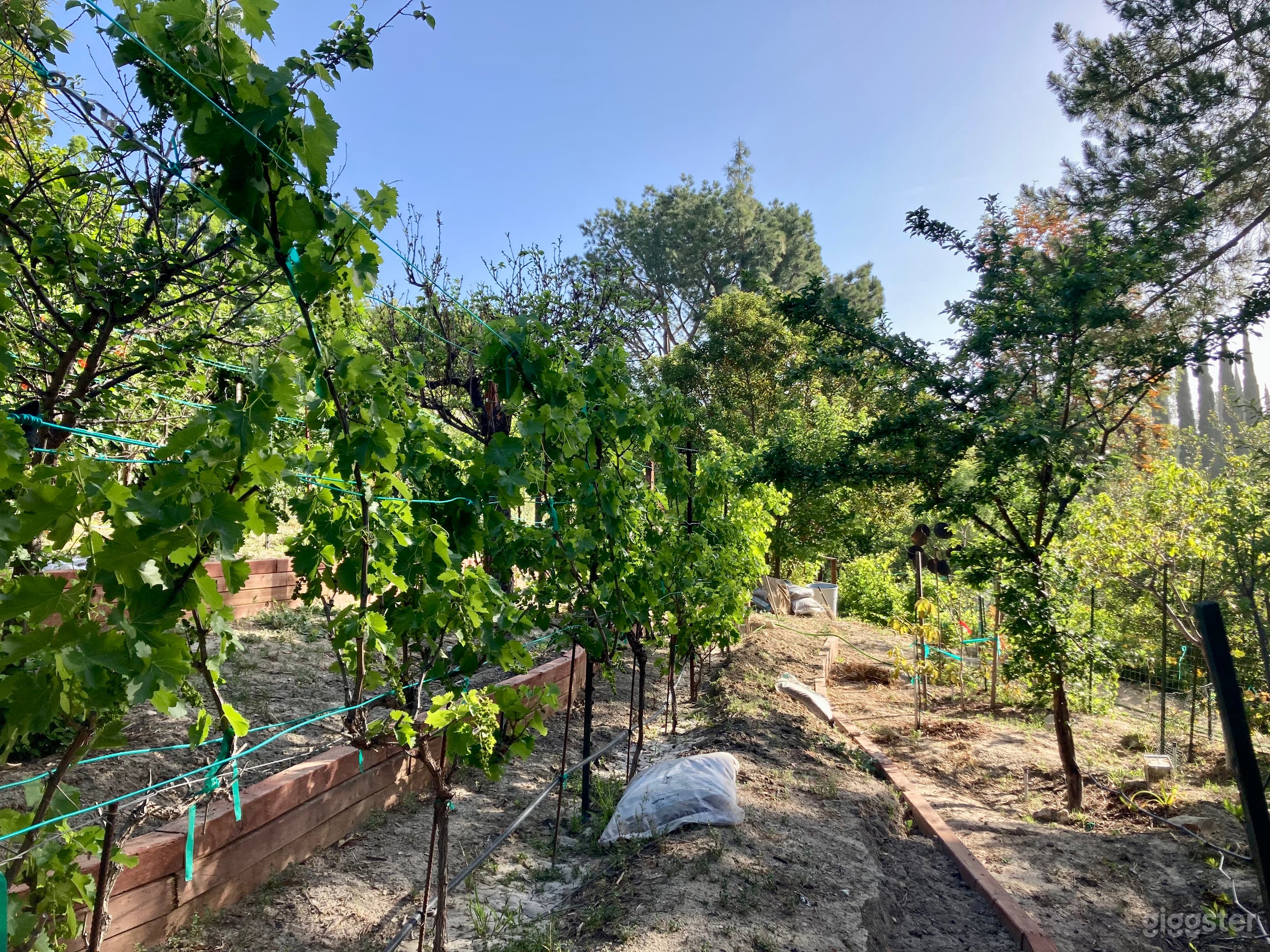 fruit trees and vineyard on hill