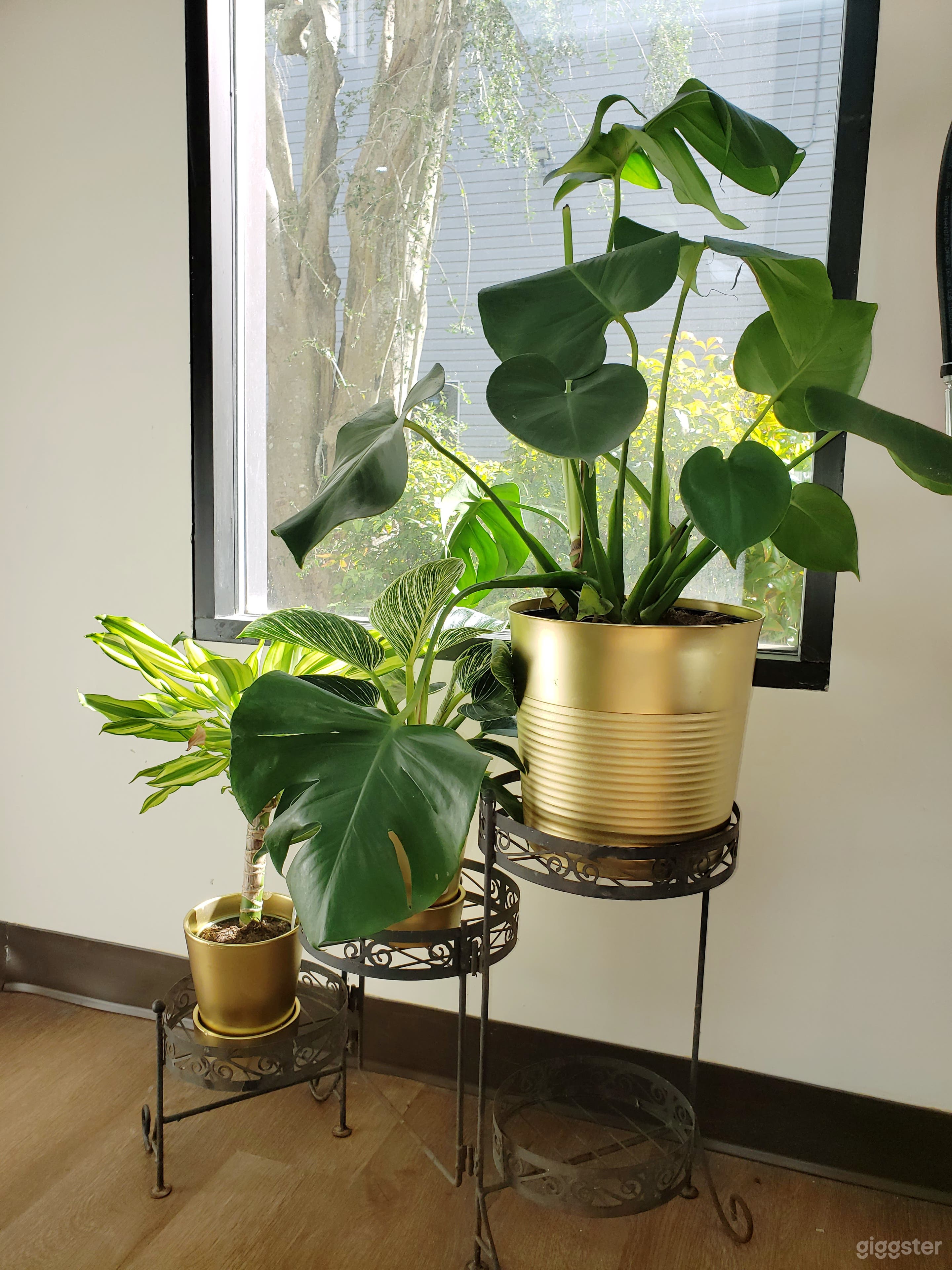 Entrance Way Greenery &amp; Natural Lighting