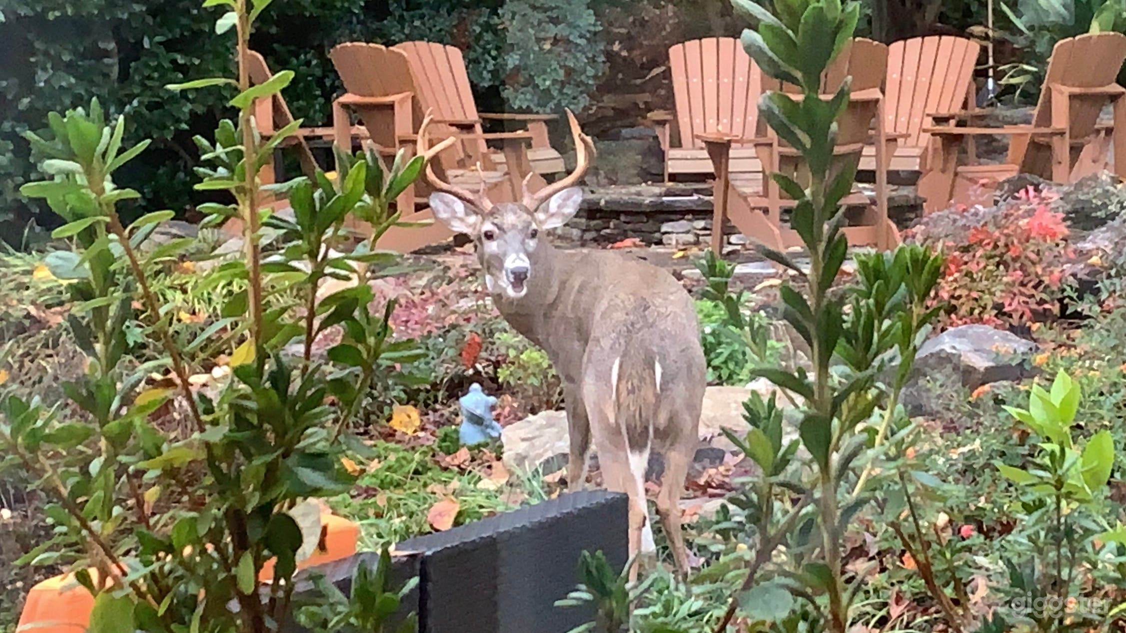 Stunning and Beautifully Designed Backyard Photo 4