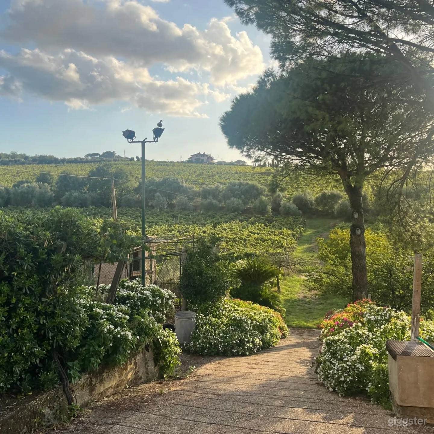 Foto di Location con sala degustazione cantina e vigneto 4