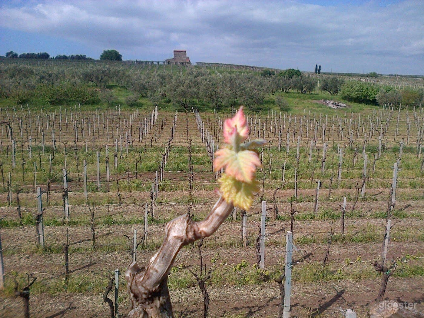 Foto di Location con sala degustazione cantina e vigneto 2