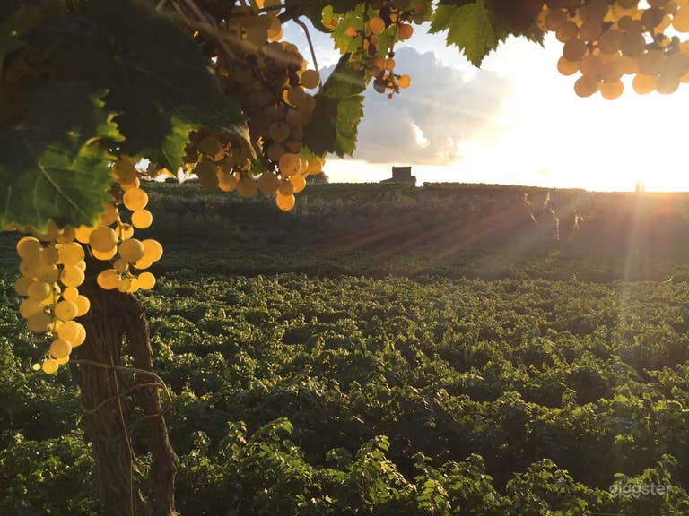  Location con sala degustazione cantina e vigneto 