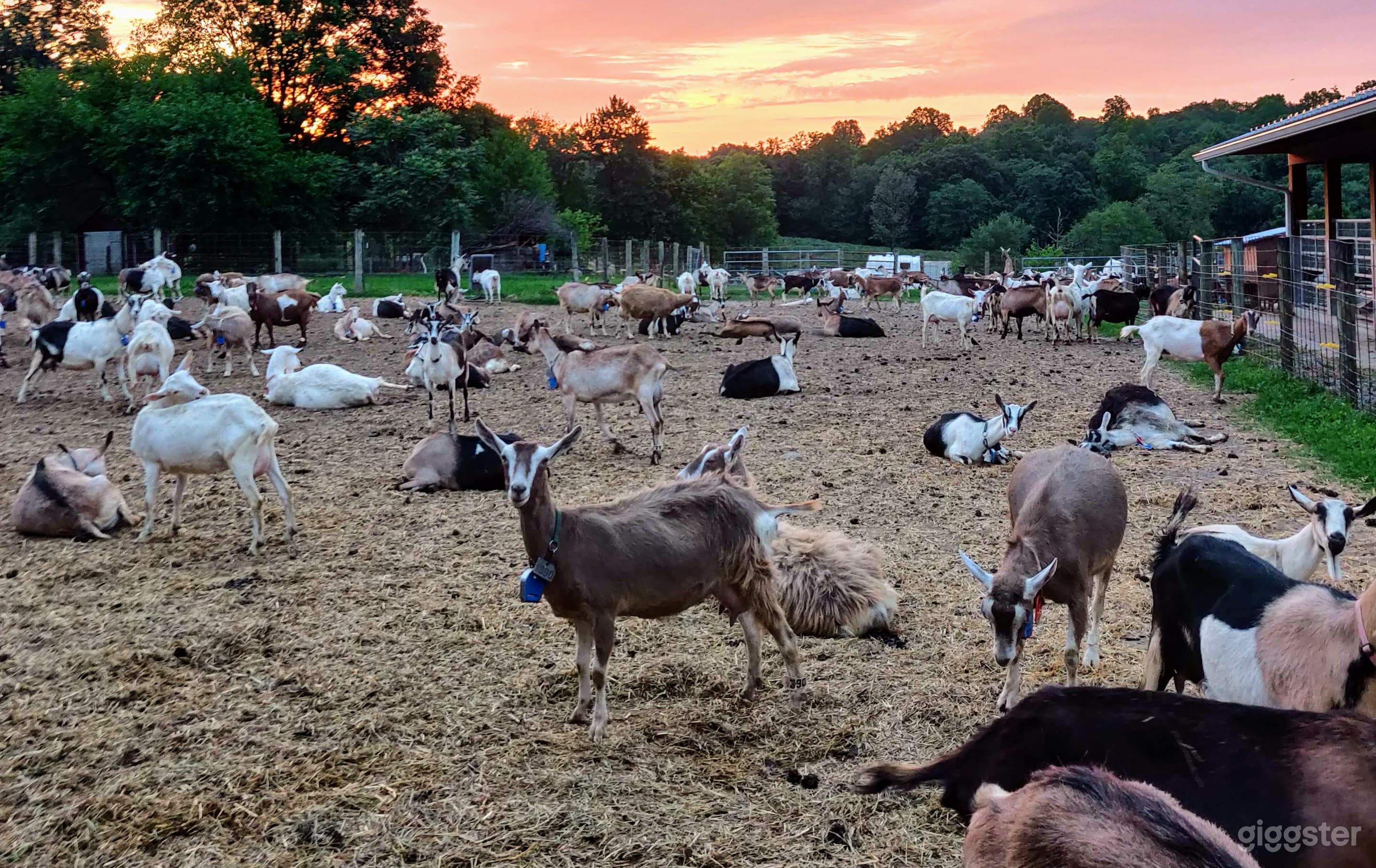 Largest barn yard. Early morning sunrise. 