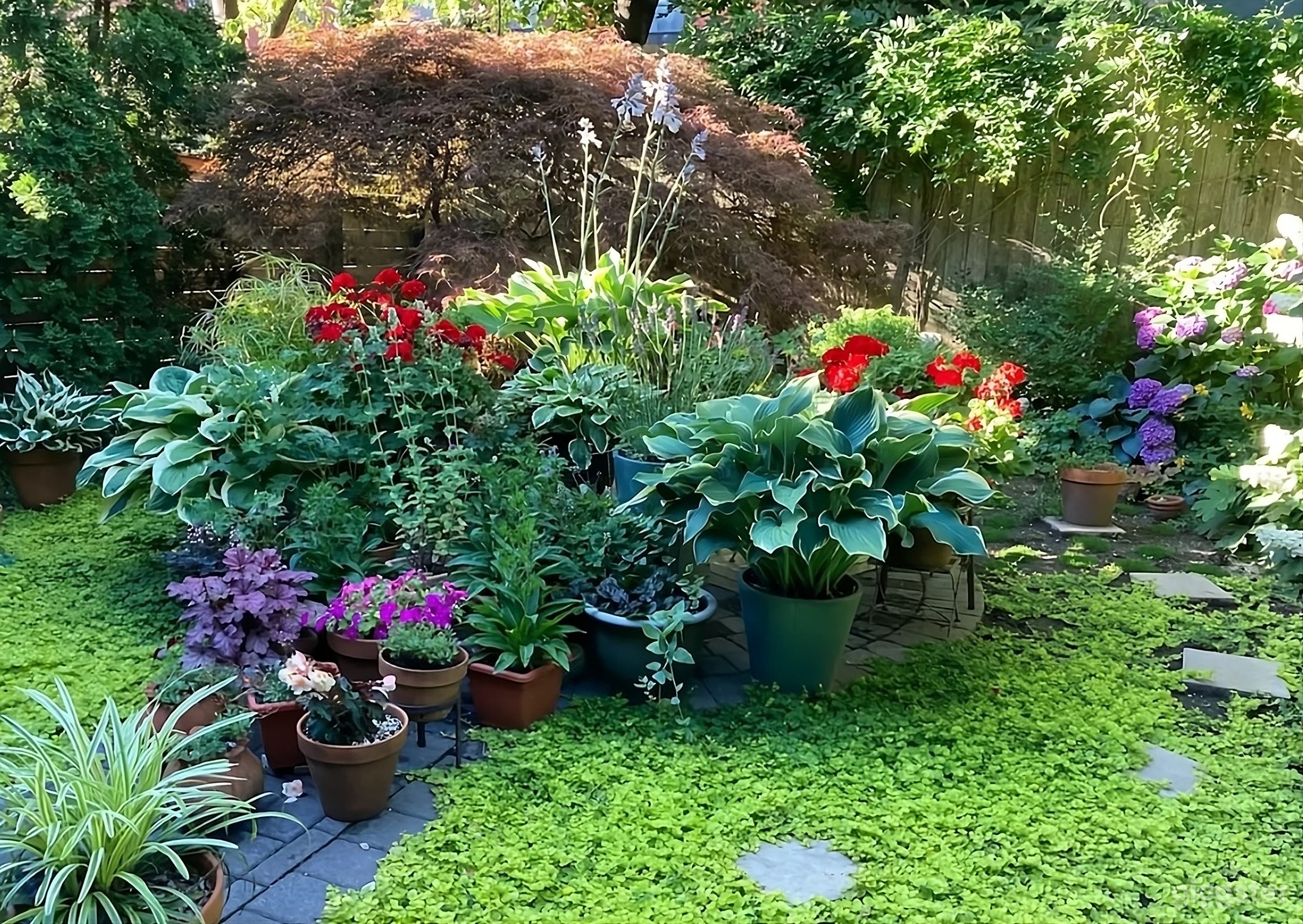 Full blooming from June to September.