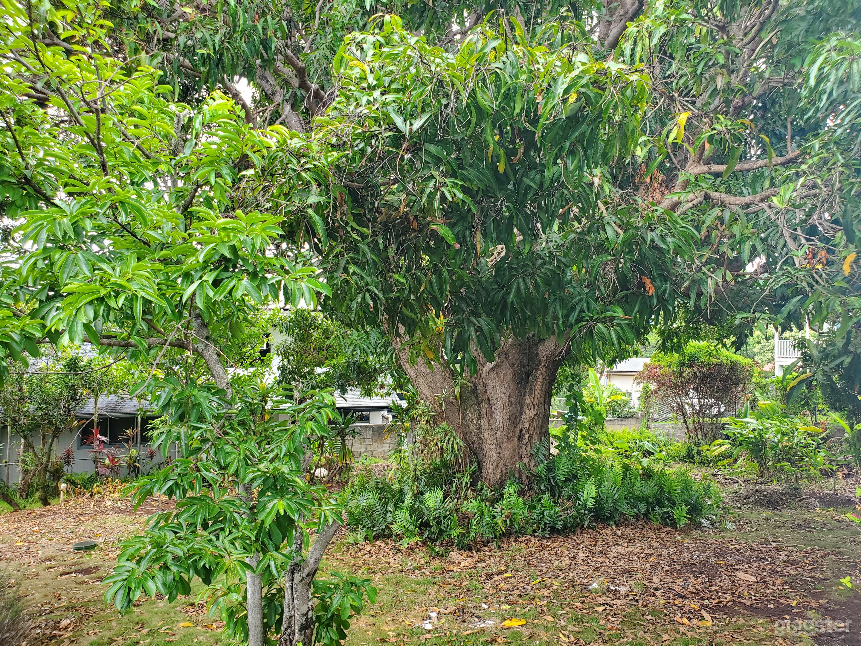 Mango Tree