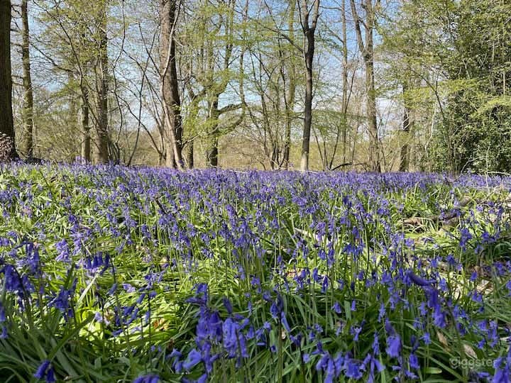 100 acre Woodland and grassland. Close to London Photo 1