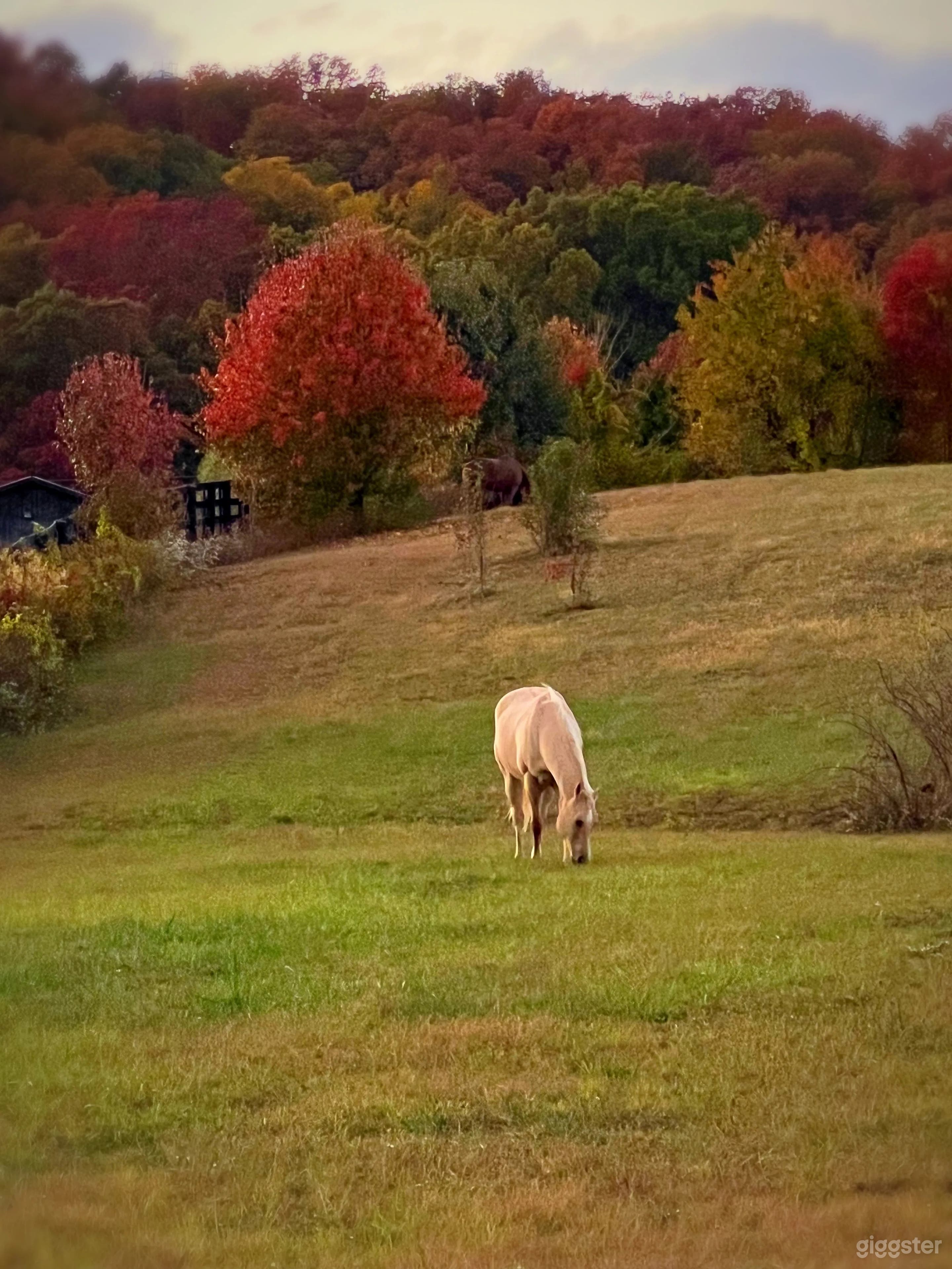 Charming Horse Farm with Barn, Stables & Inn Photo 3