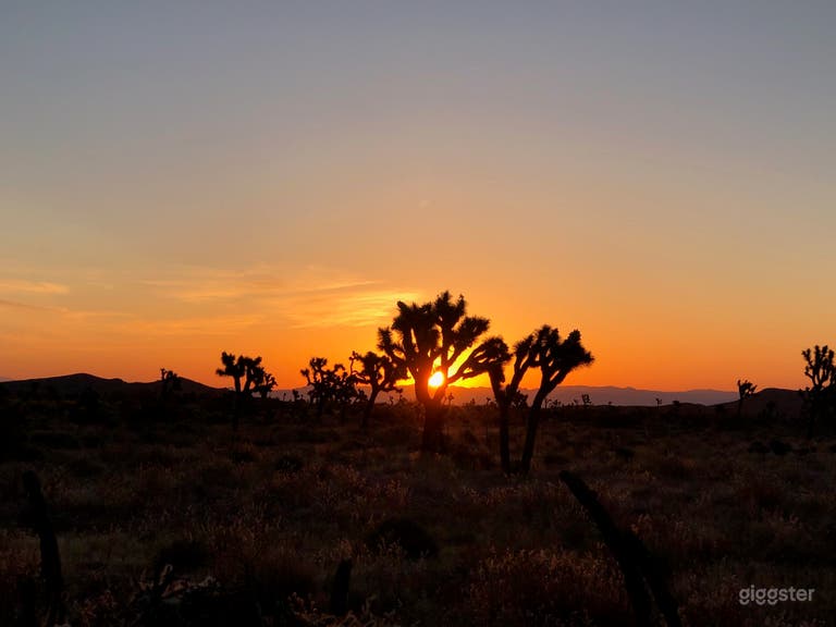  10 Acre Ranch Joshua Tree Designer Home Lush Land 