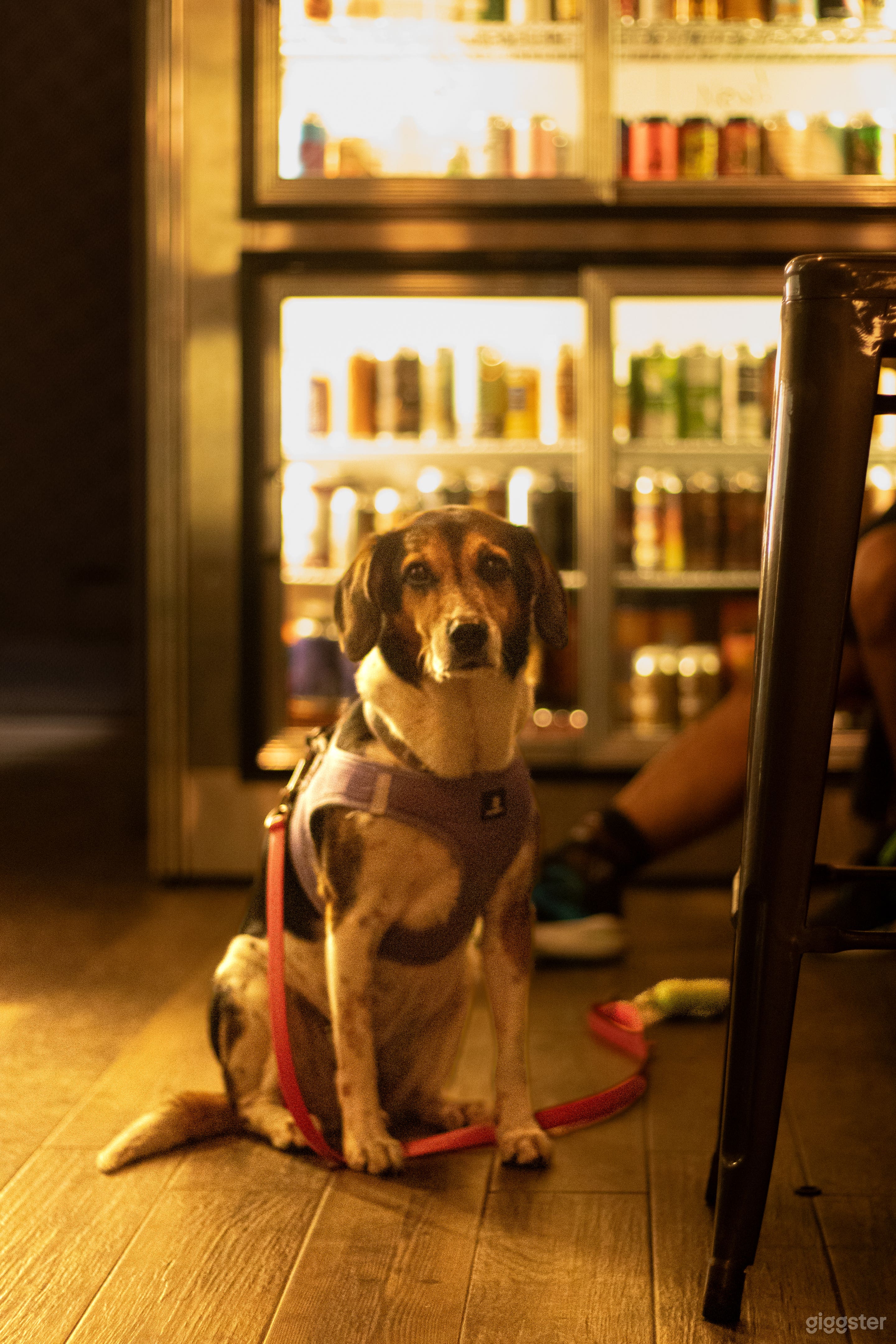 Amazing Bar with New York City's Local Breweries Photo 4