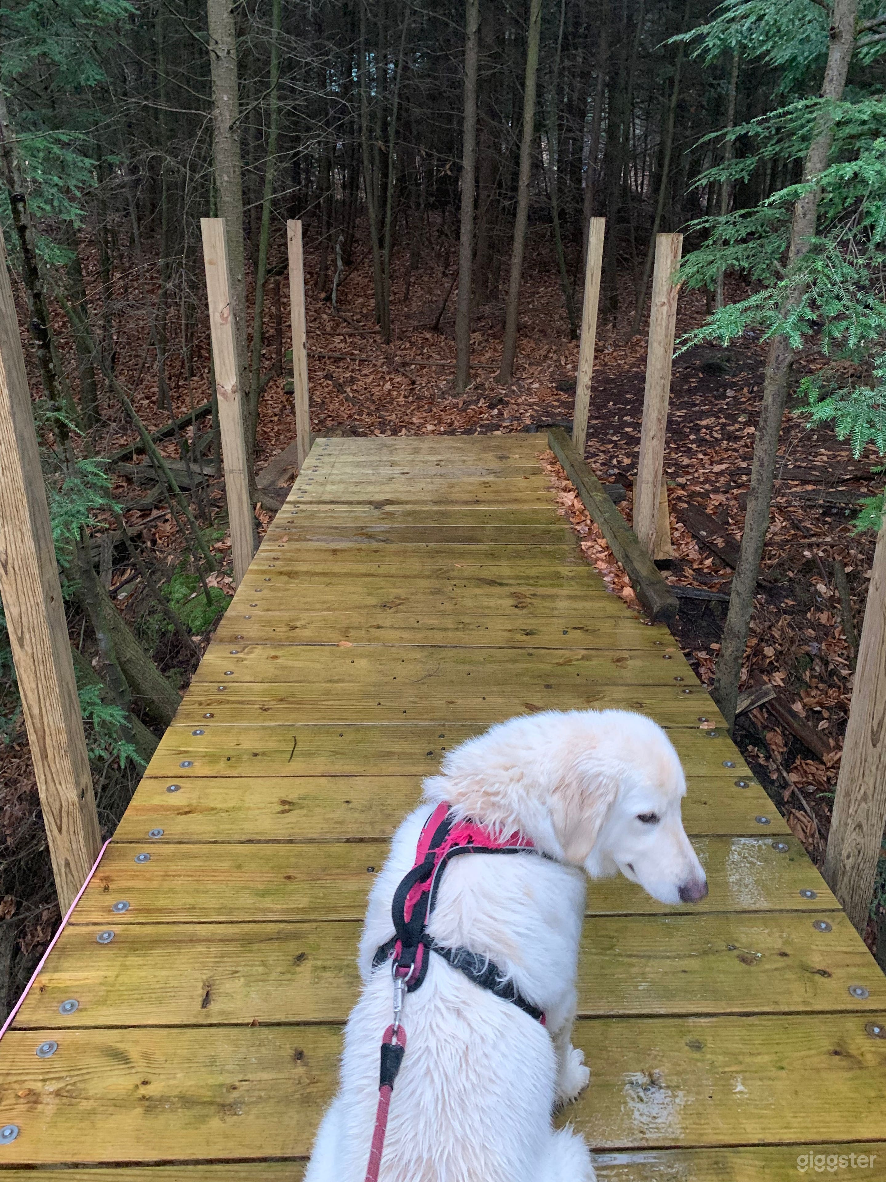 A literal Cabin in the Woods. Photo 3