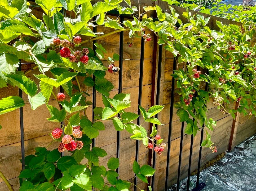 Charming Urban Gardener's Backyard Photo 1