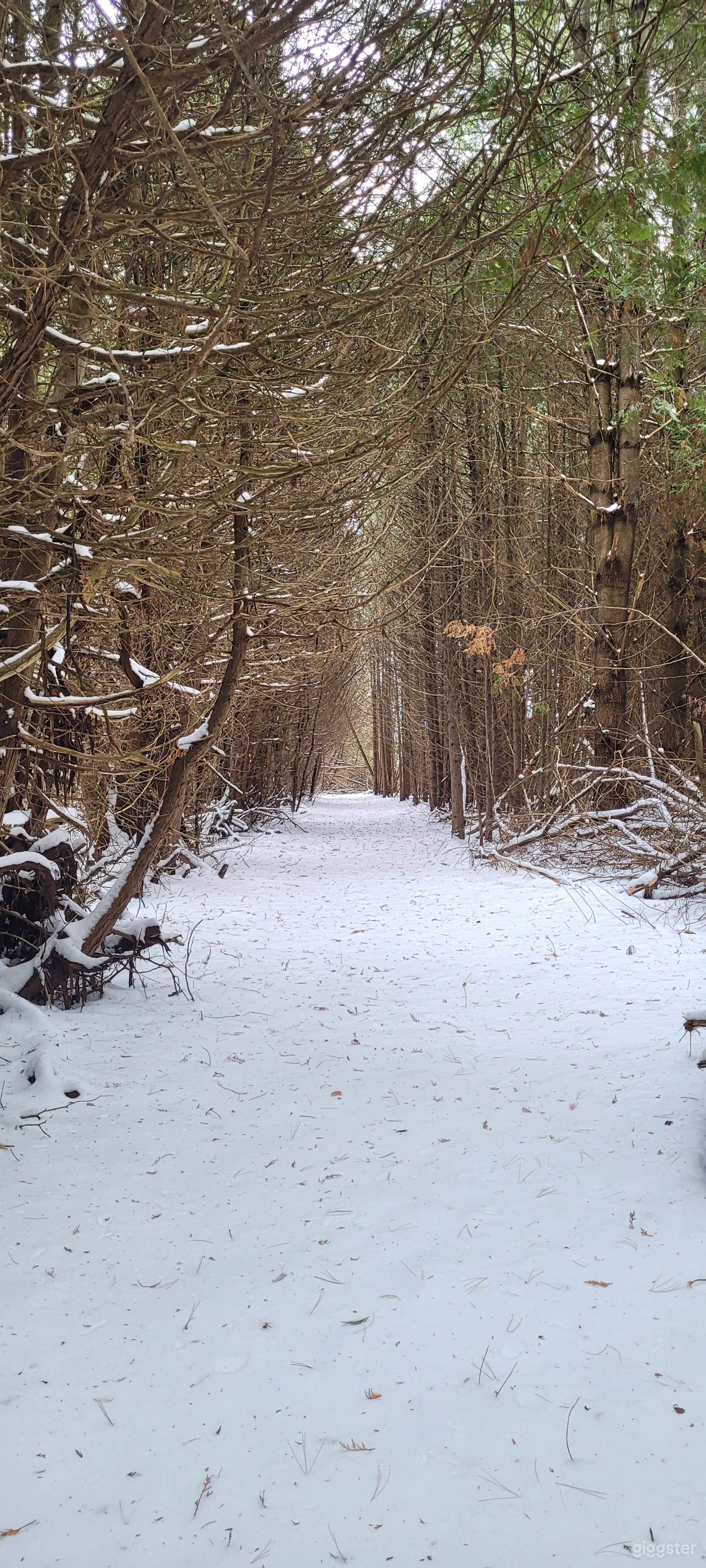 111-Acre Forest Chalet with Lavender &amp; Fire Pit Photo 3