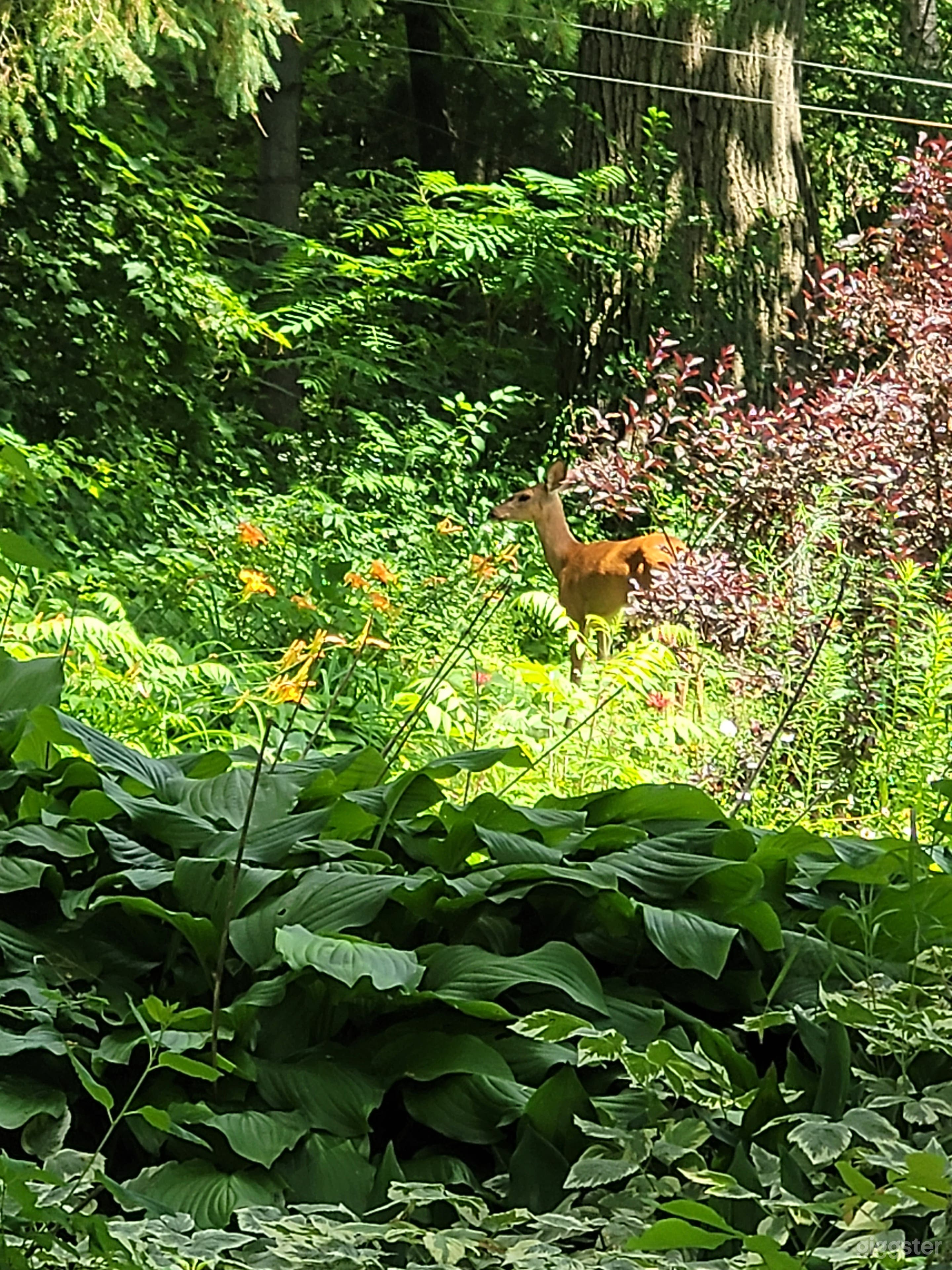 111-Acre Forest Chalet with Lavender &amp; Fire Pit Photo 2