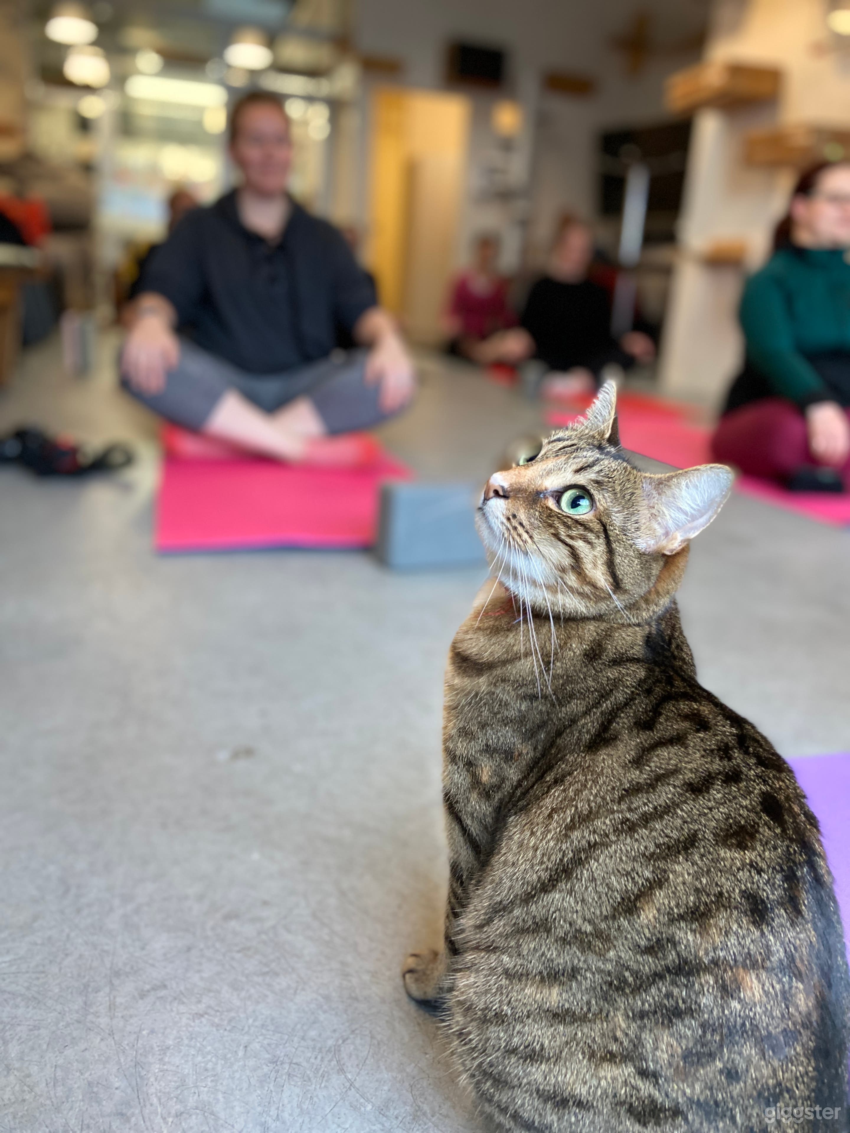 tiger lily teaches relaxation