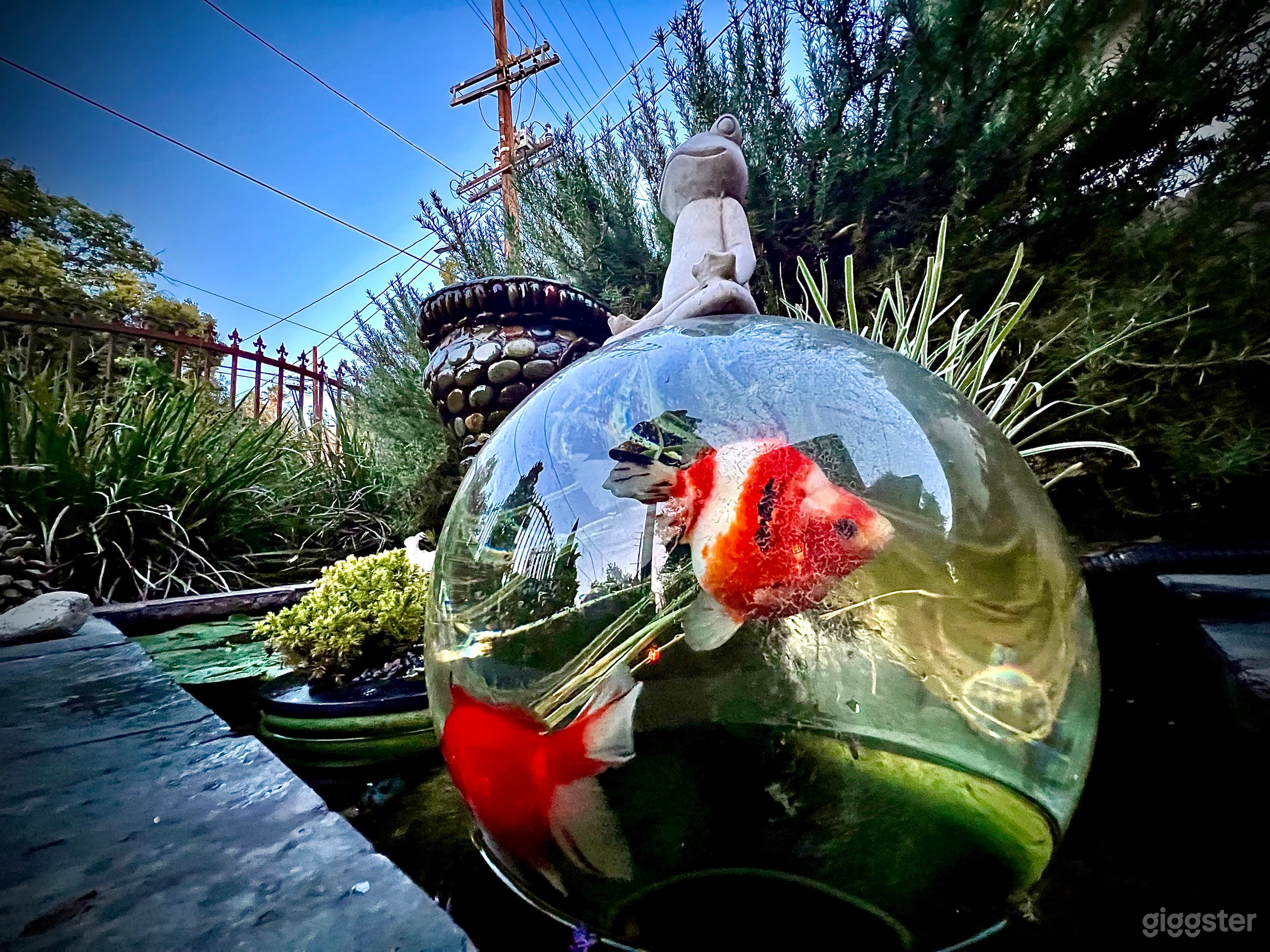 Pond with goldfish and fishbowl tank.