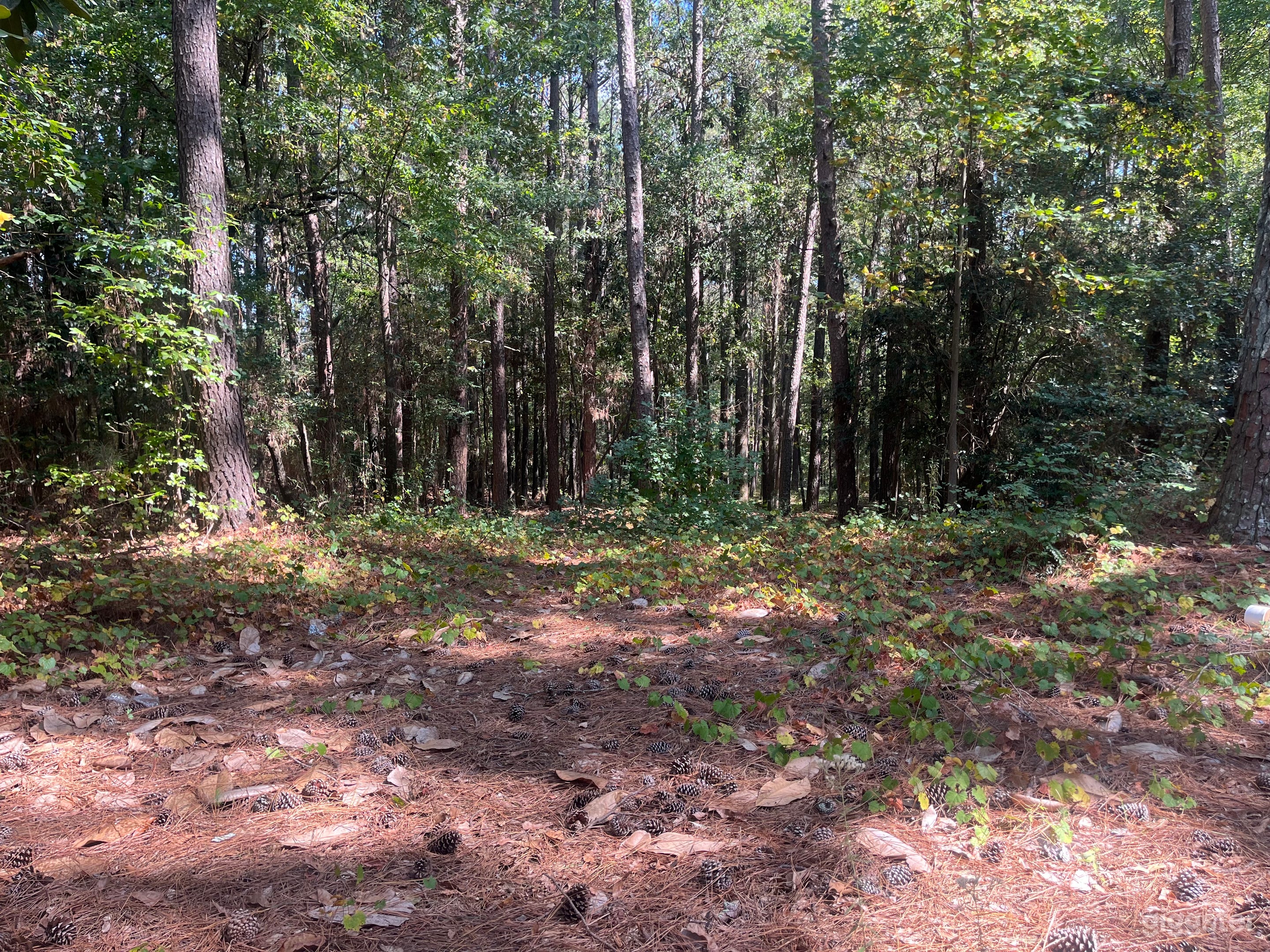 Peaceful &amp; Green getaway Photo 3