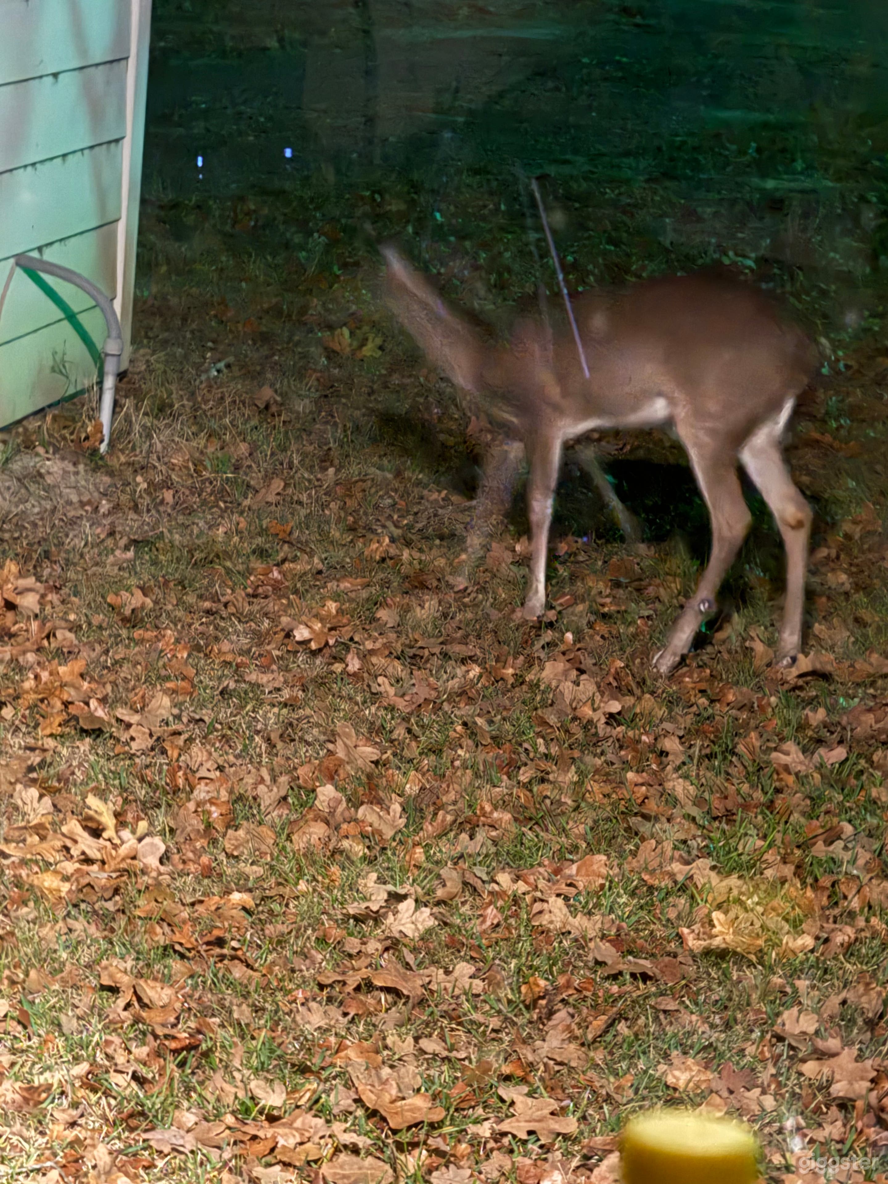 Estate on 9 acres Photo 3