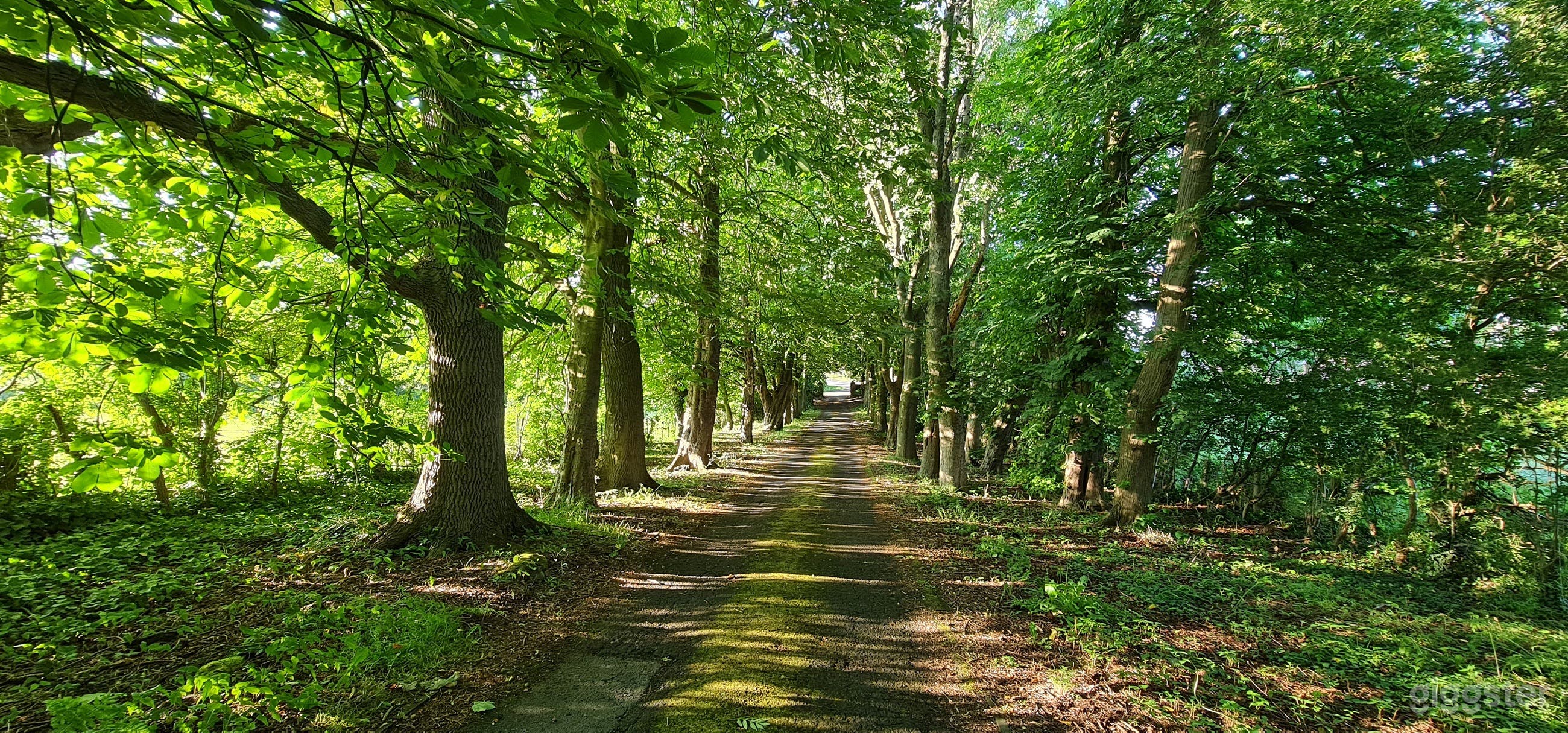 Private driveway, lined with 150+ year old trees