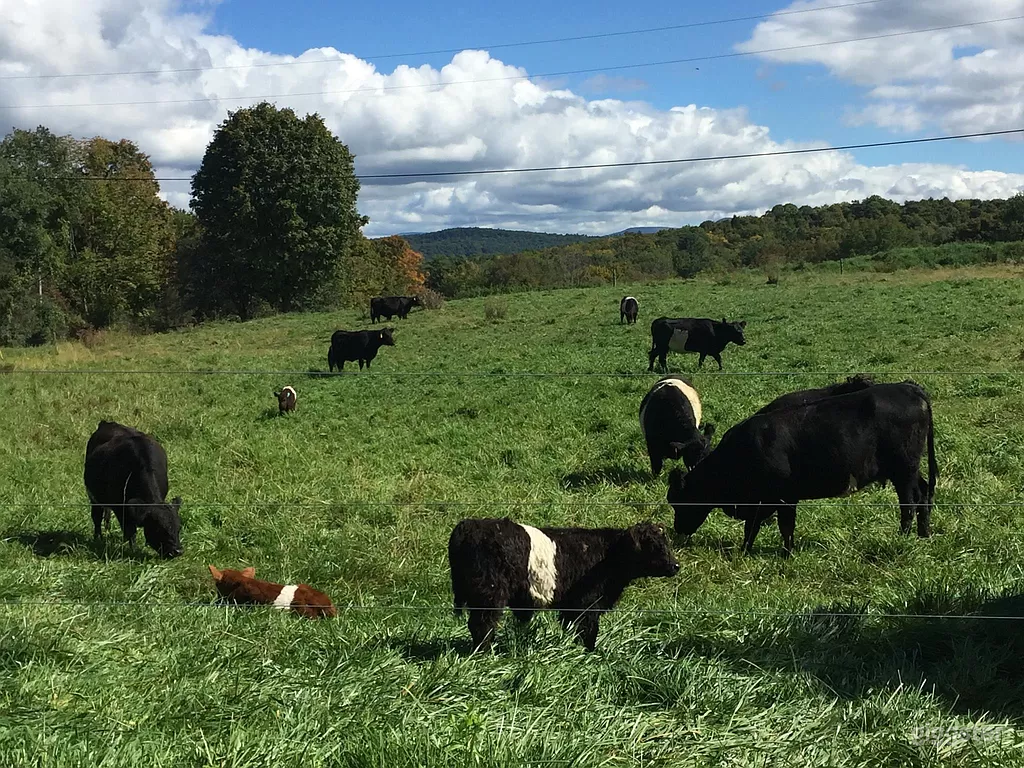 Large Grounds, Pastures and Pond with Panoramic Vistas Photo 2
