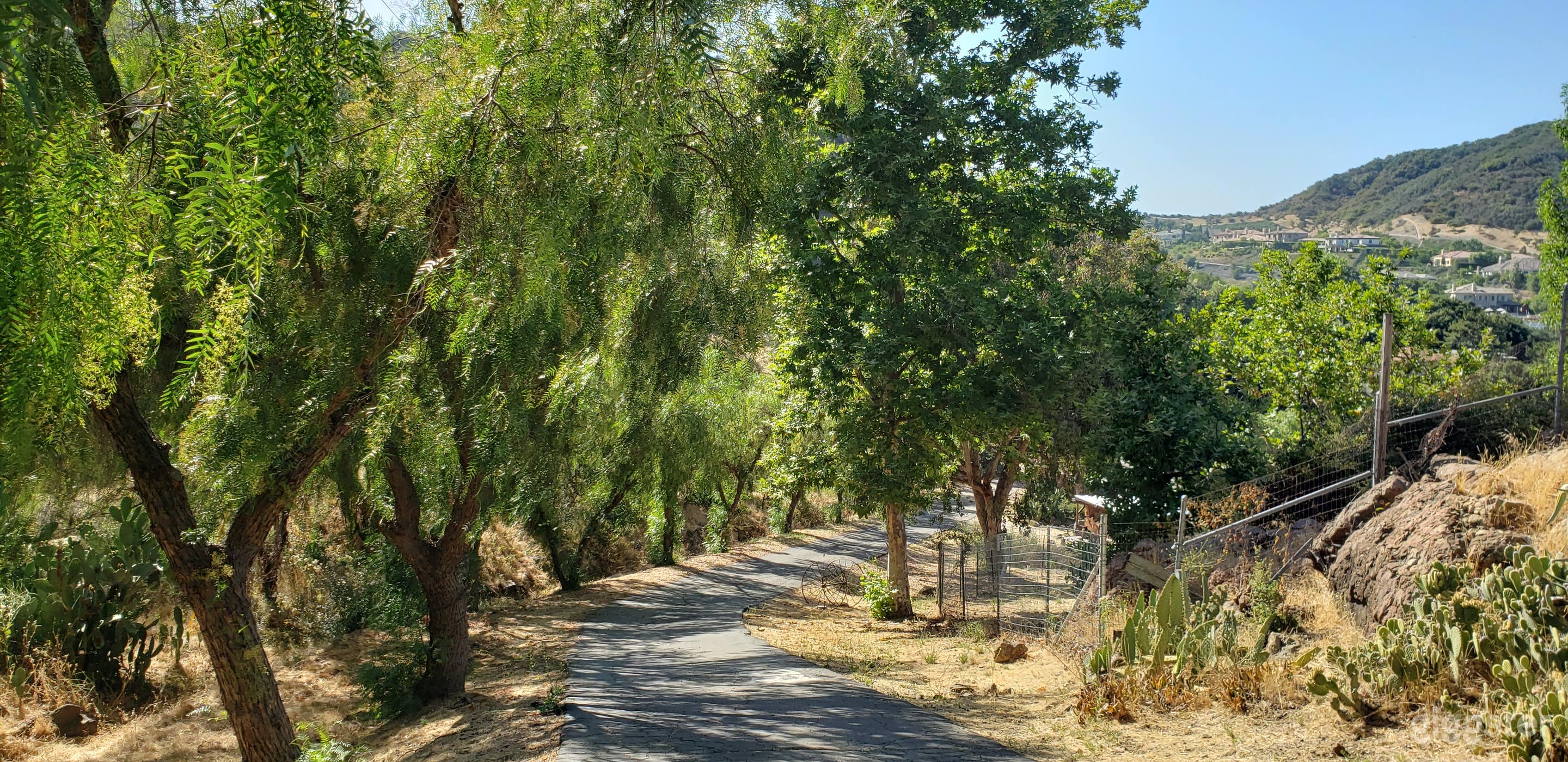 Our long driveway with mature trees as you enter the property 