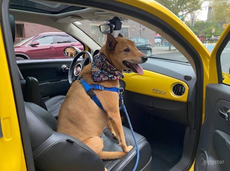  Servicio Premium de Transporte para Mascotas con Guante Blanco 