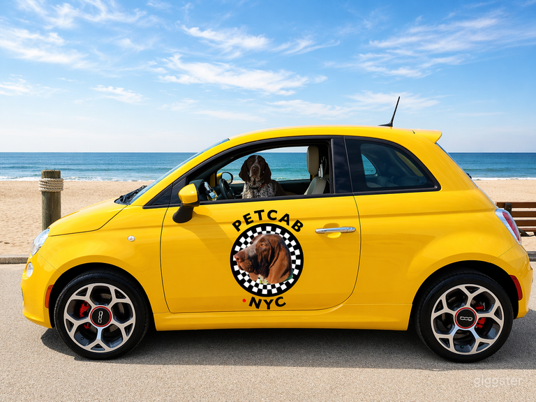  Servicio Premium de Transporte para Mascotas con Guante Blanco 