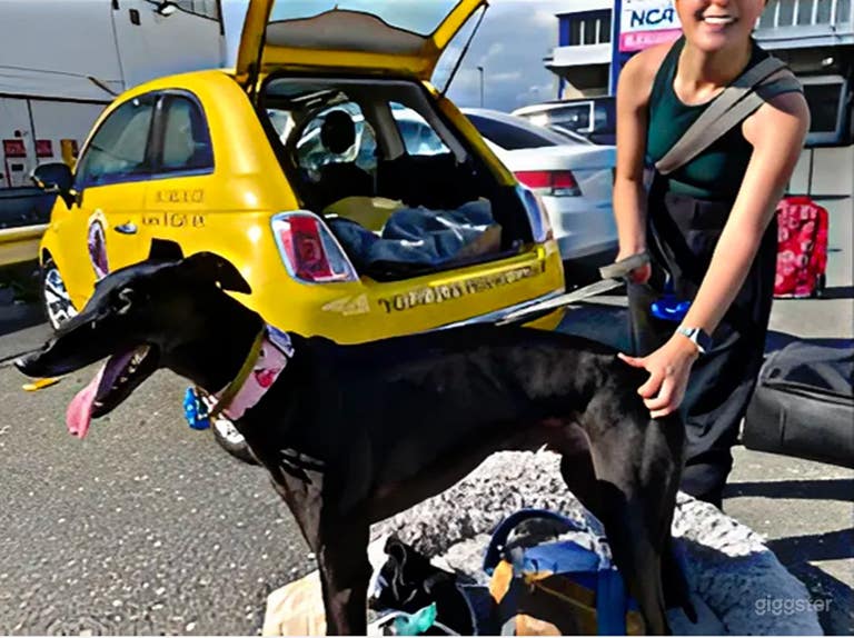  Servicio Premium de Transporte para Mascotas con Guante Blanco 