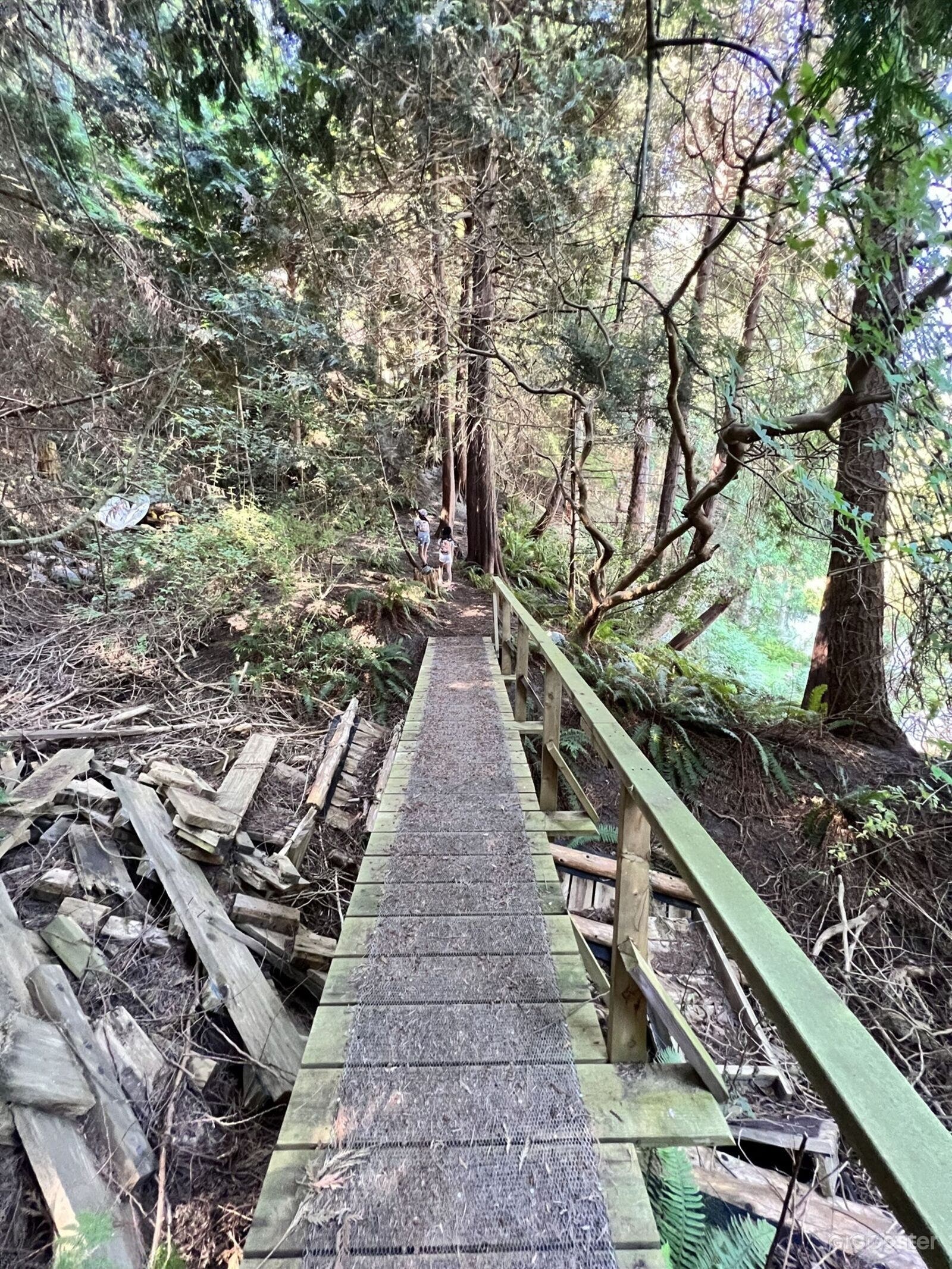 Secluded Coastal Forest Oasis Photo 4