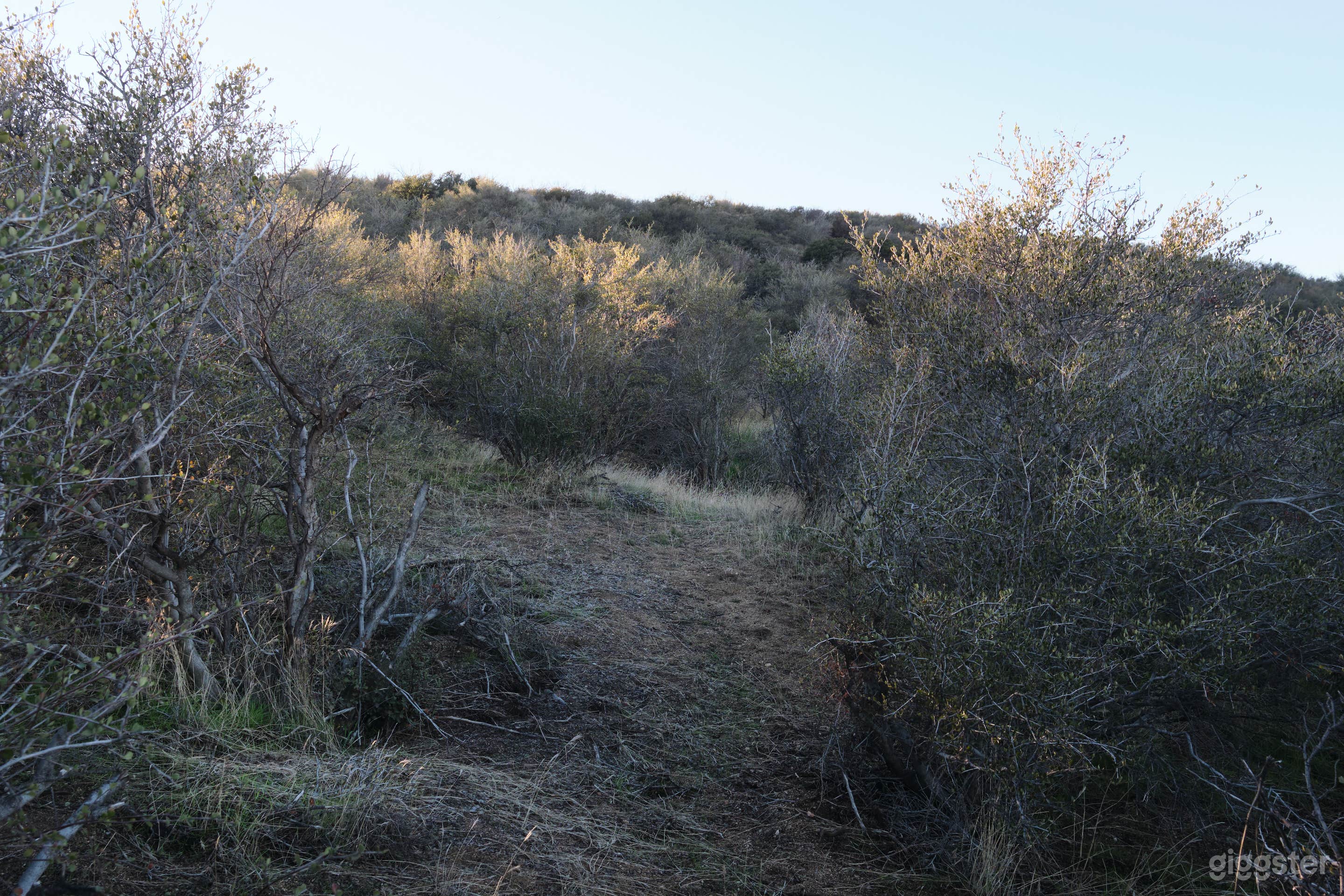 trees &amp; wild bushes on the location