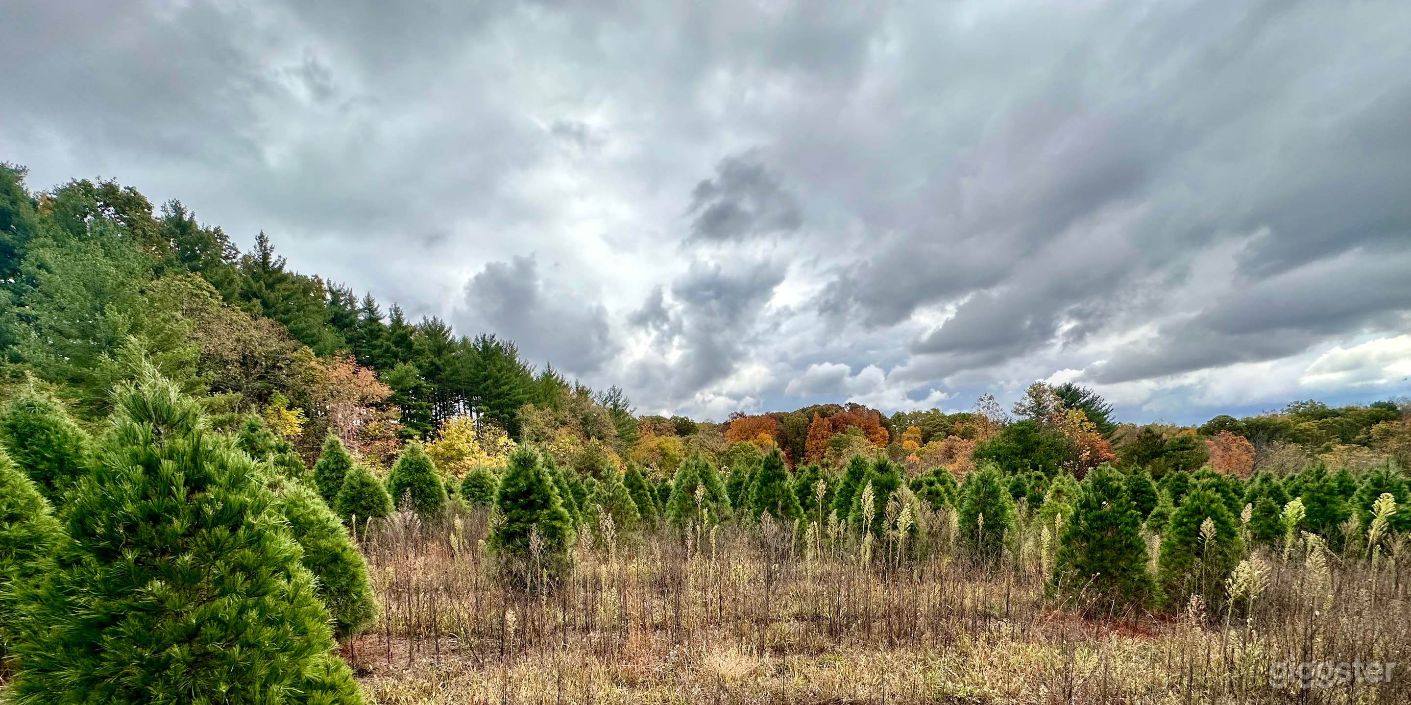 Fall foliage and depth of tree textures mixed with the gray clouds gives the perception you could be standing in anywhere, usa (well almost anywhere)