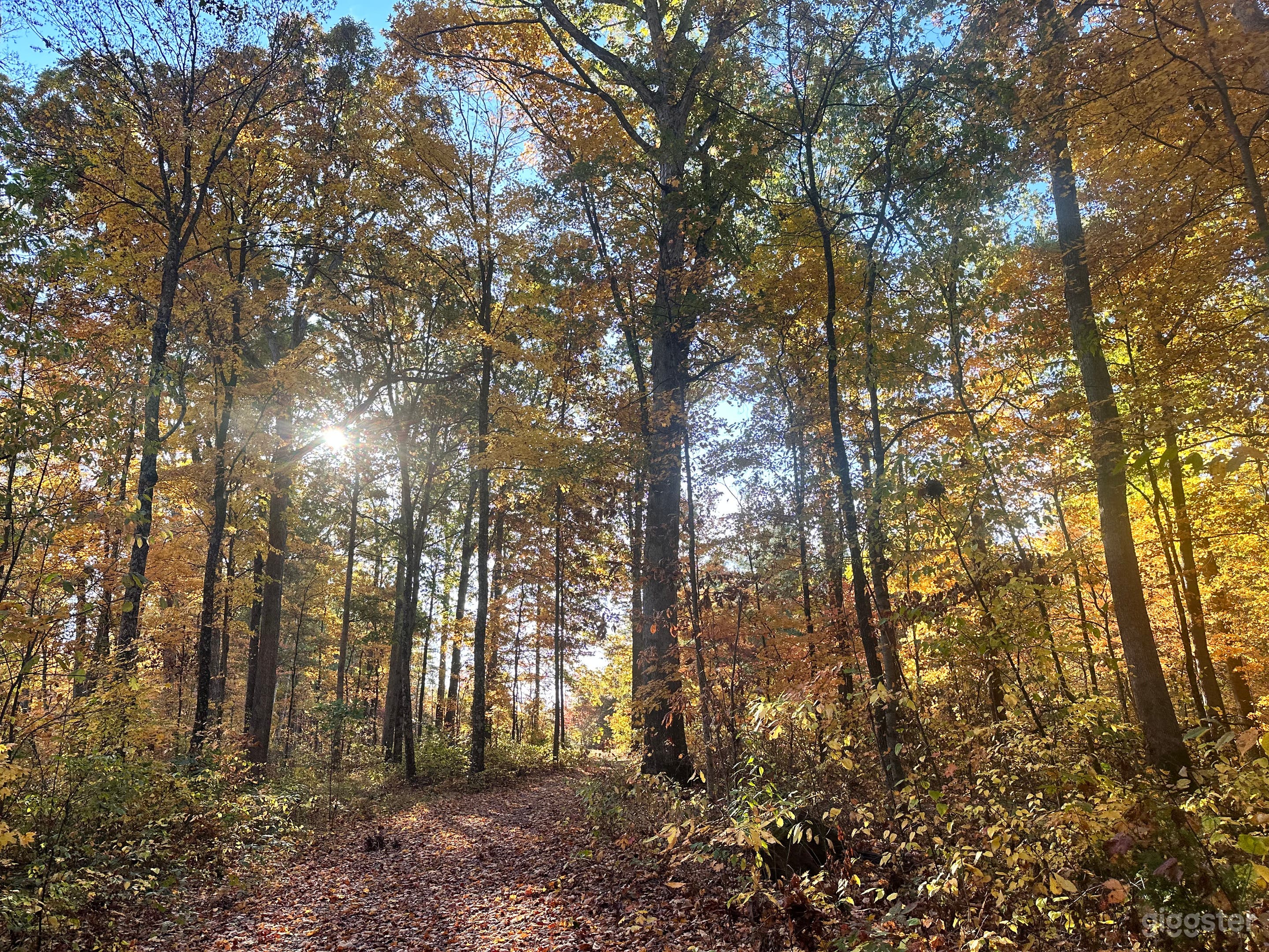 Scene Setting: Walking through the wooded forest trails to escape the stress and contemplating nature's beauty