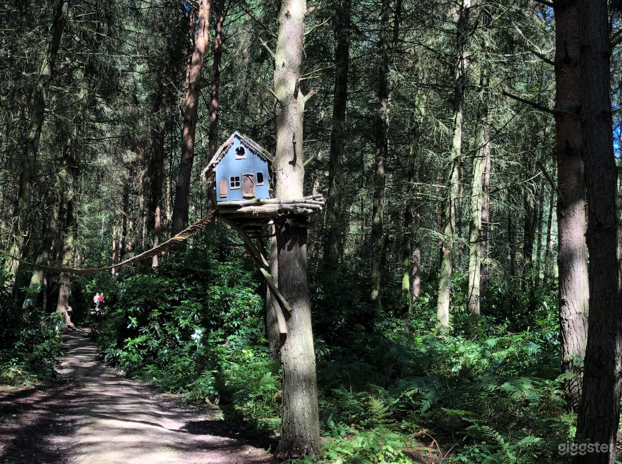 The Woodland  Photo 4