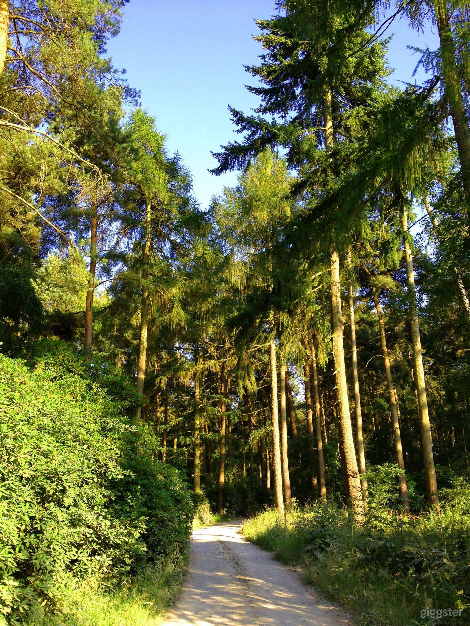 The Woodland  Photo 2