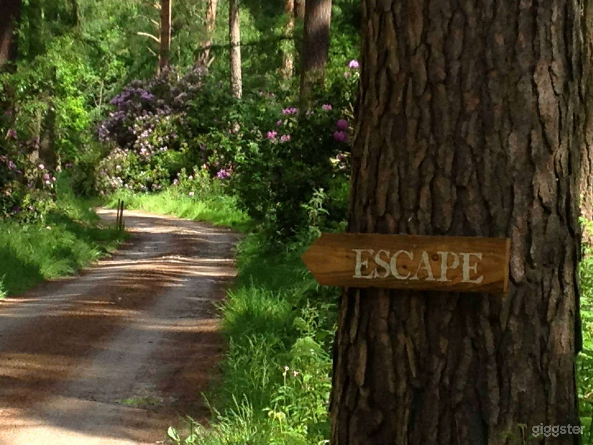 The Woodland  Photo 3