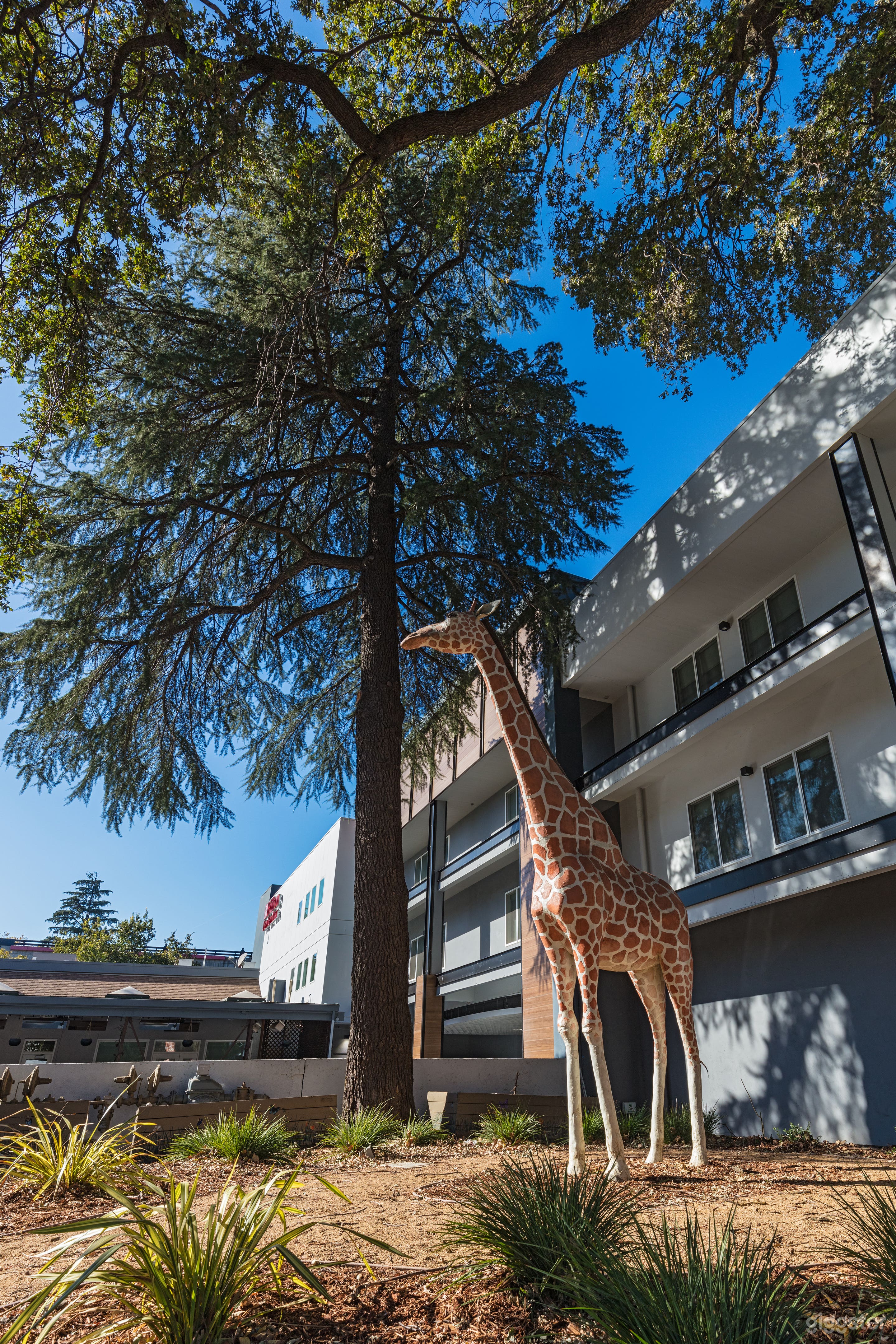 Downtown Hotel, near UC Davis! Photo 4