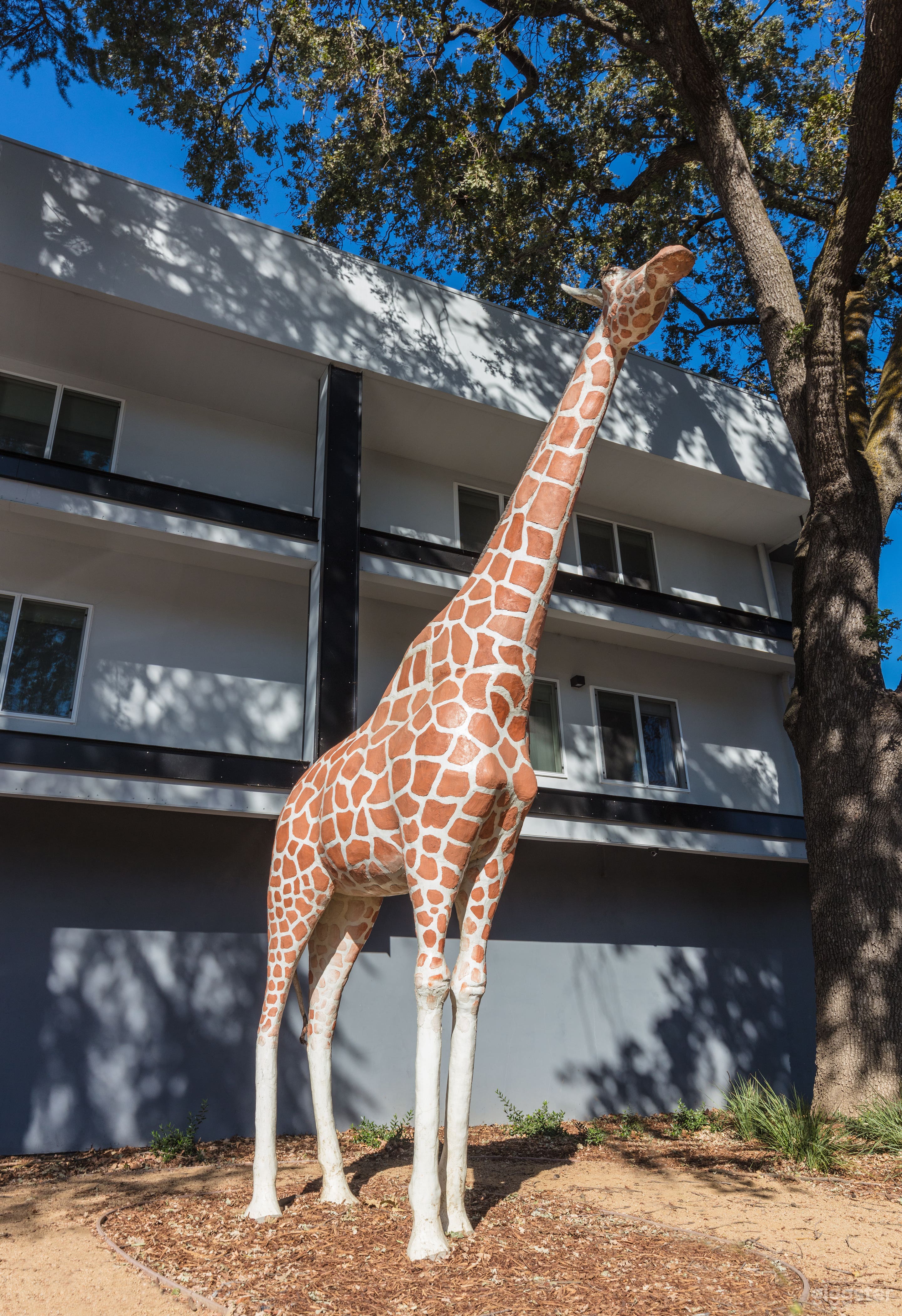 Downtown Hotel, near UC Davis! Photo 3