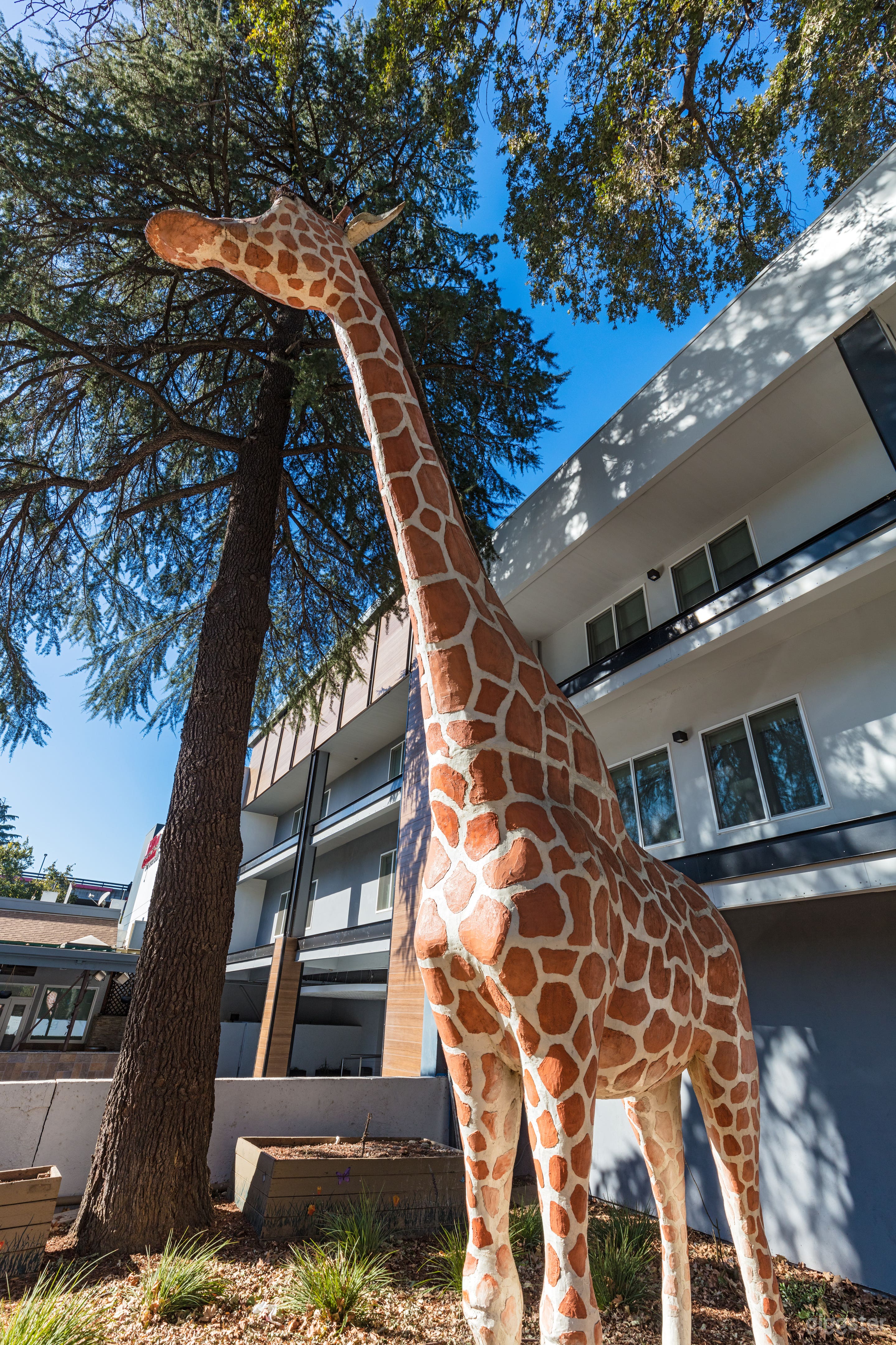 Downtown Hotel, near UC Davis! Photo 2
