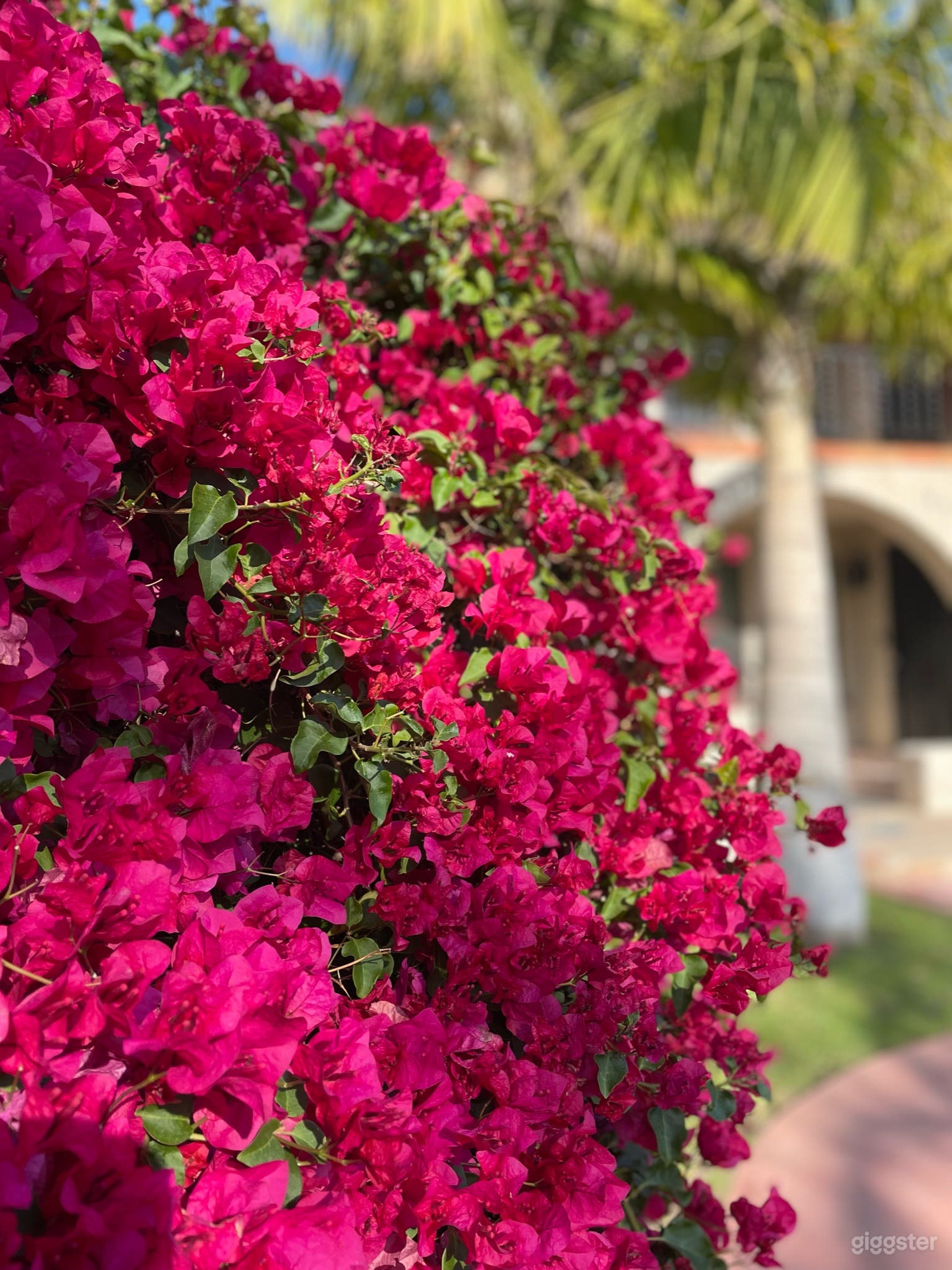 Full bougainvillea bush in the front yard.